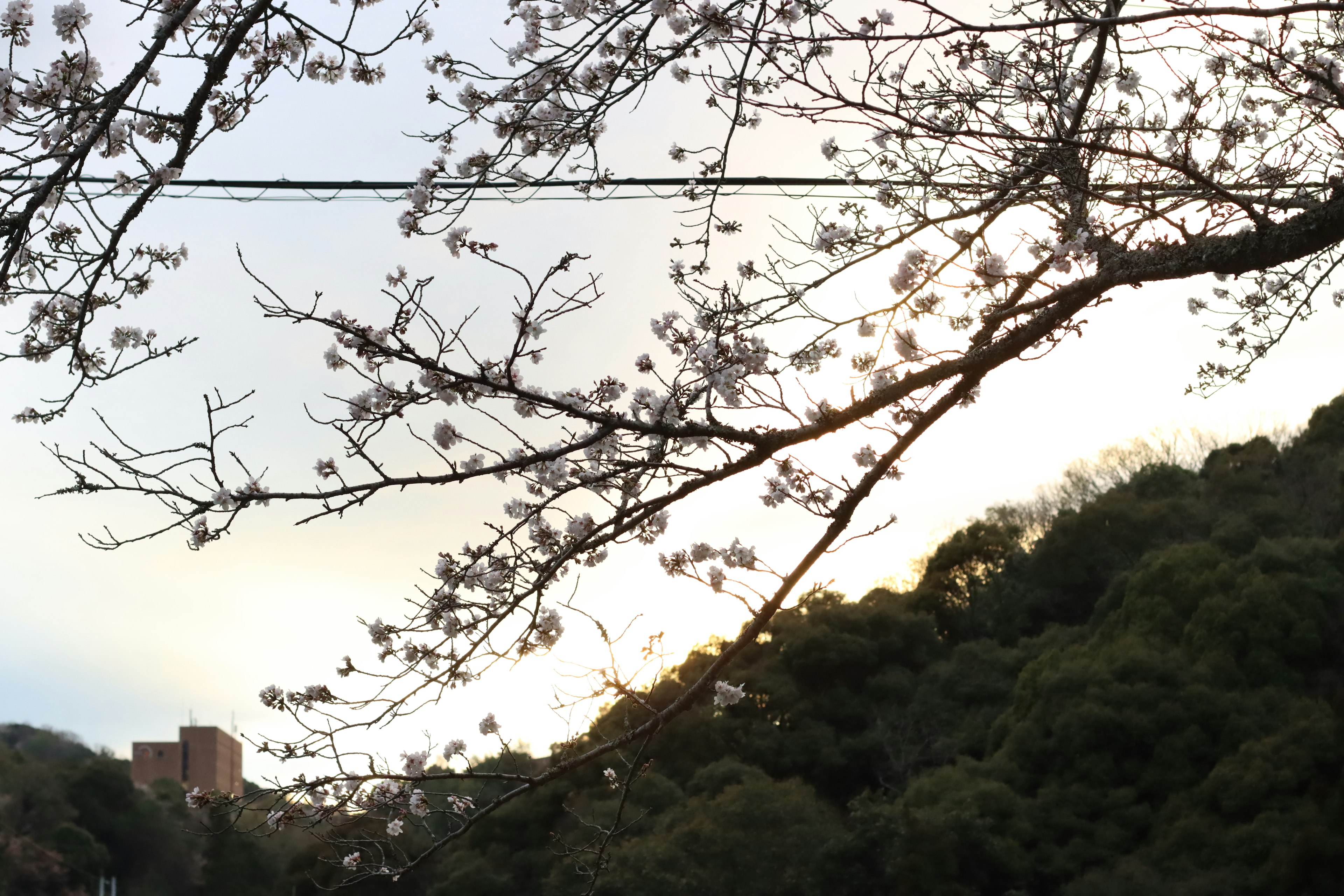 樱花树枝和绿色山丘的景色