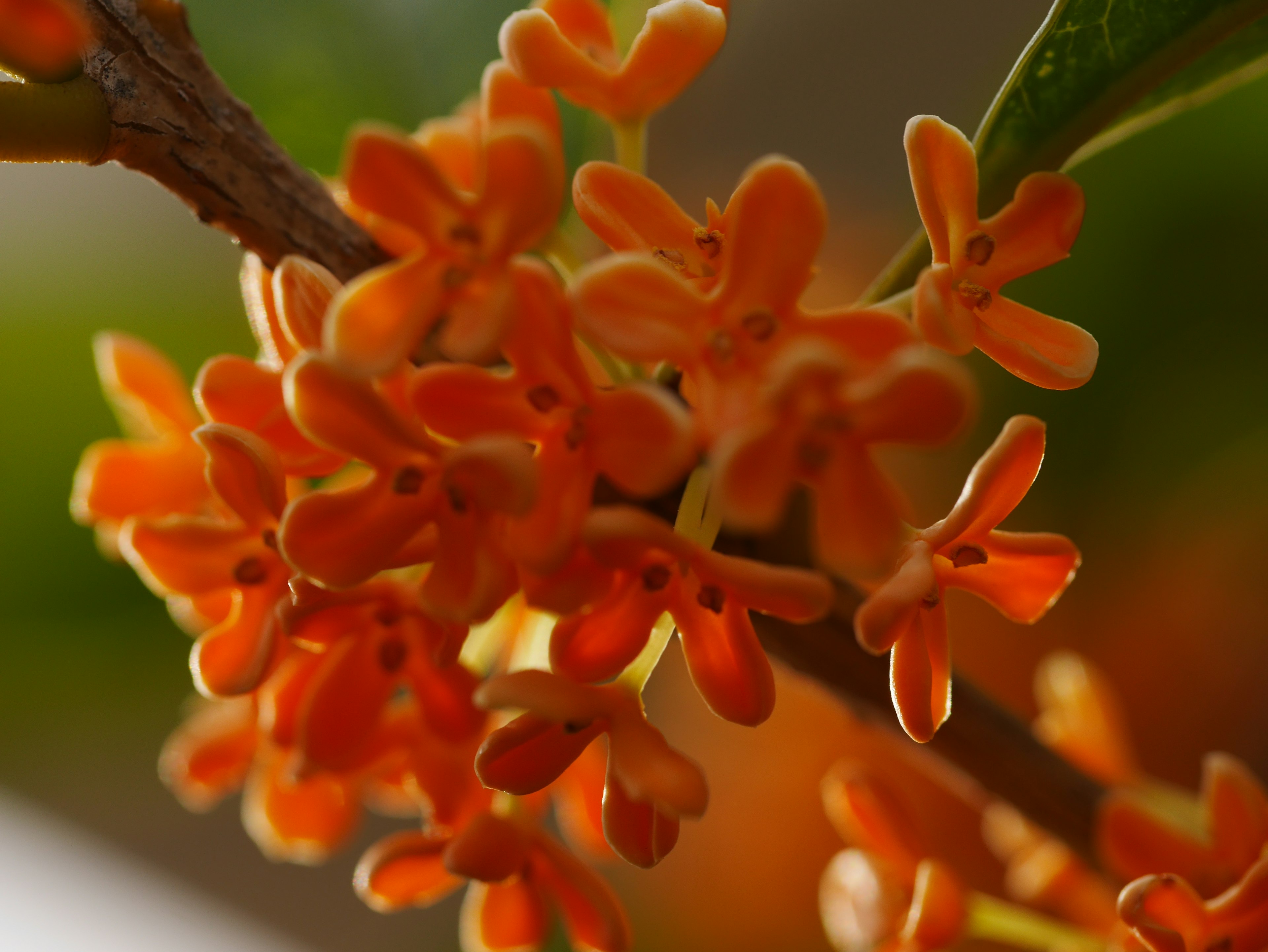 Nahaufnahme einer Gruppe kleiner orangefarbener Blumen an einem Zweig