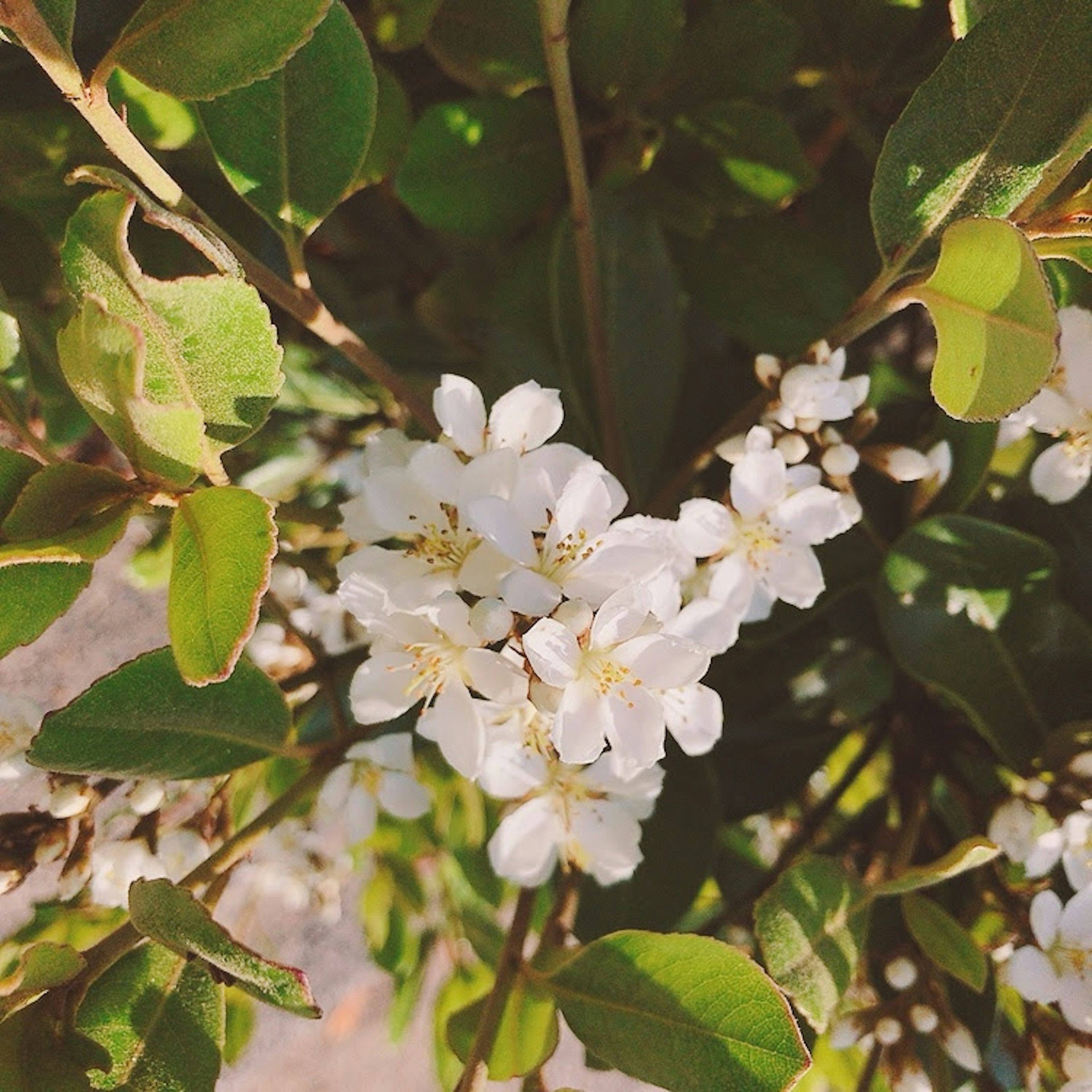 Primer plano de una planta con flores blancas y hojas verdes