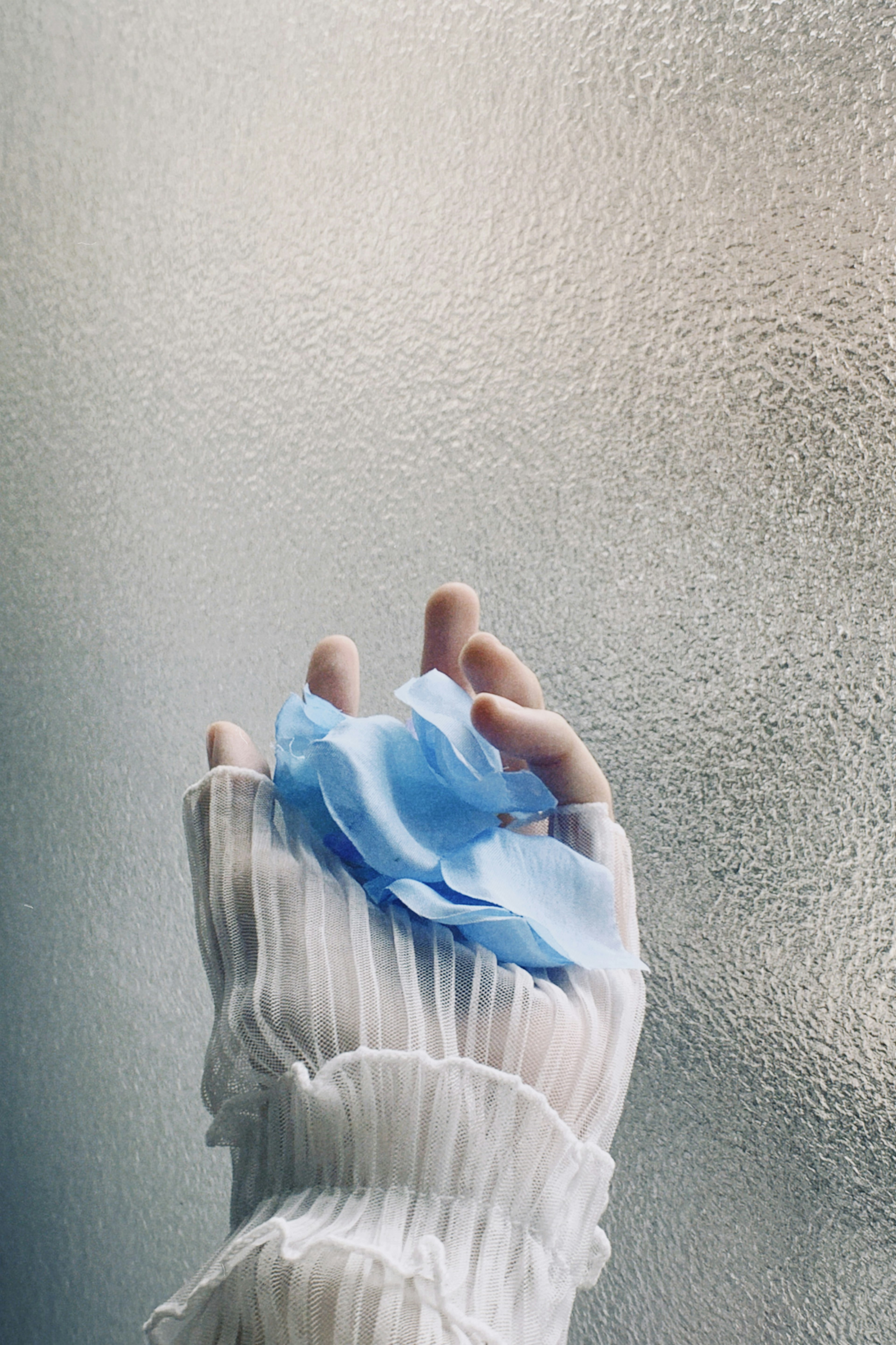 Eine Hand, die einen blauen Blütenblatt vor einem strukturierten Glas-Hintergrund hält