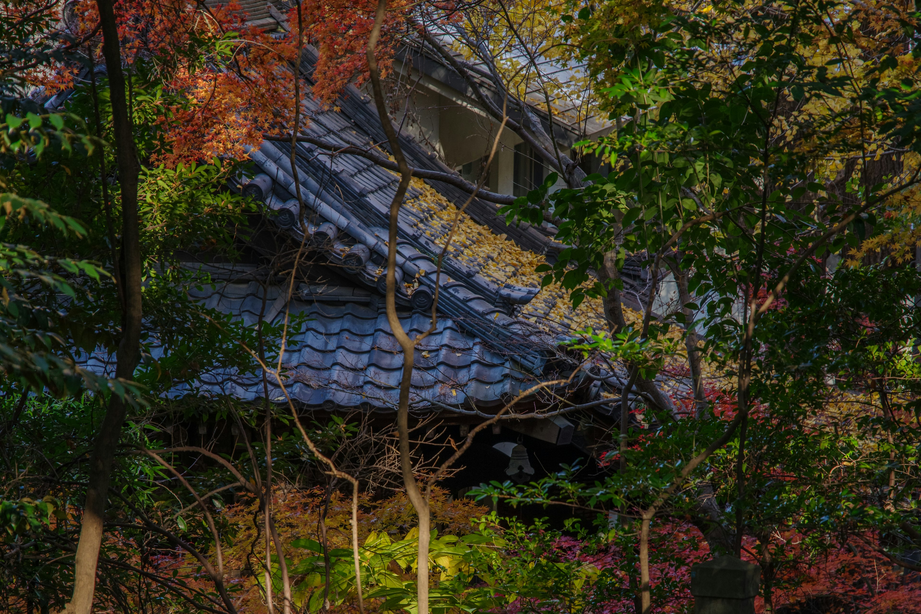 Traditional Japanese house roof surrounded by colorful foliage