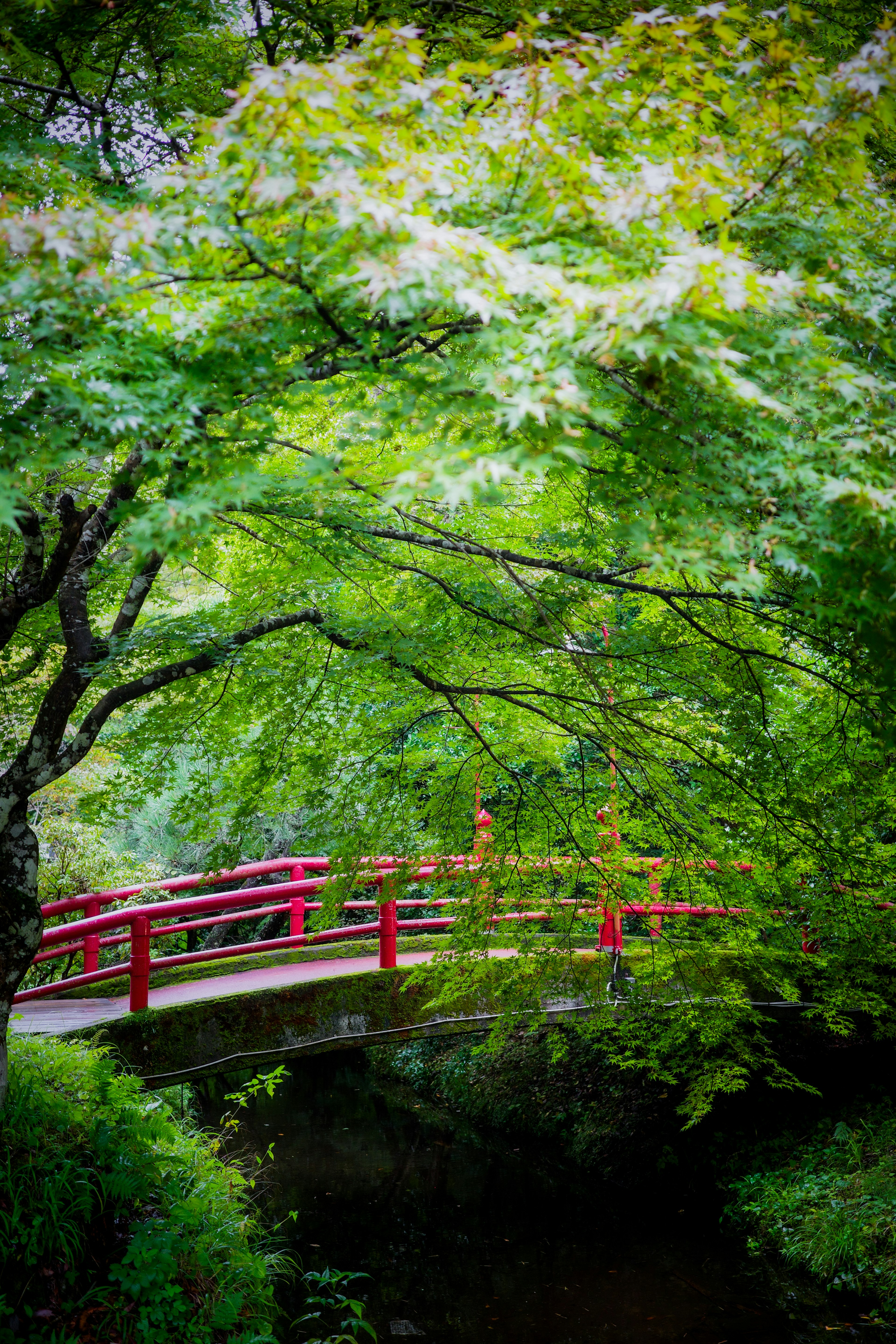 緑の木々に囲まれた赤い橋の風景