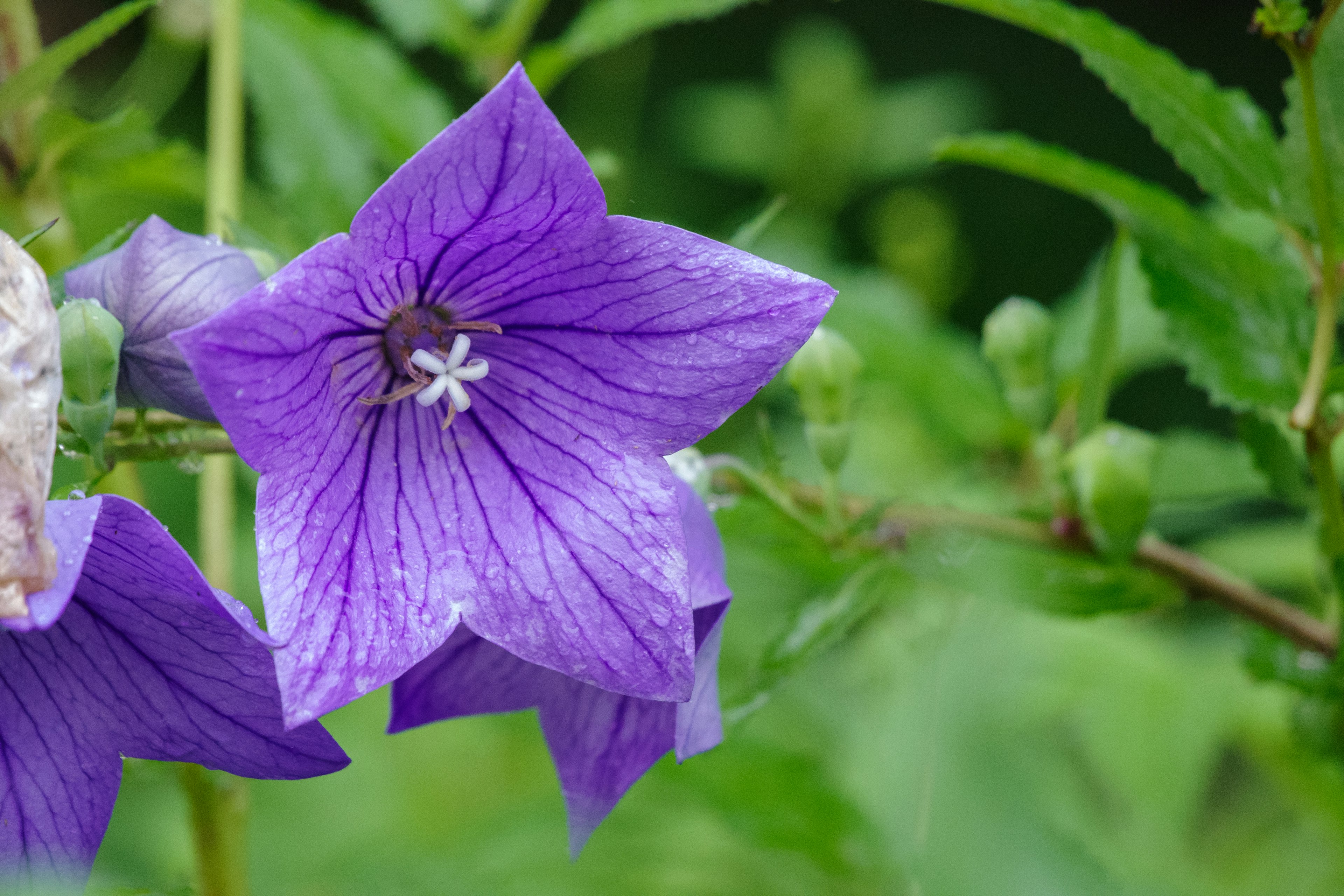 Lila Blume blüht vor einem grünen Blatt Hintergrund