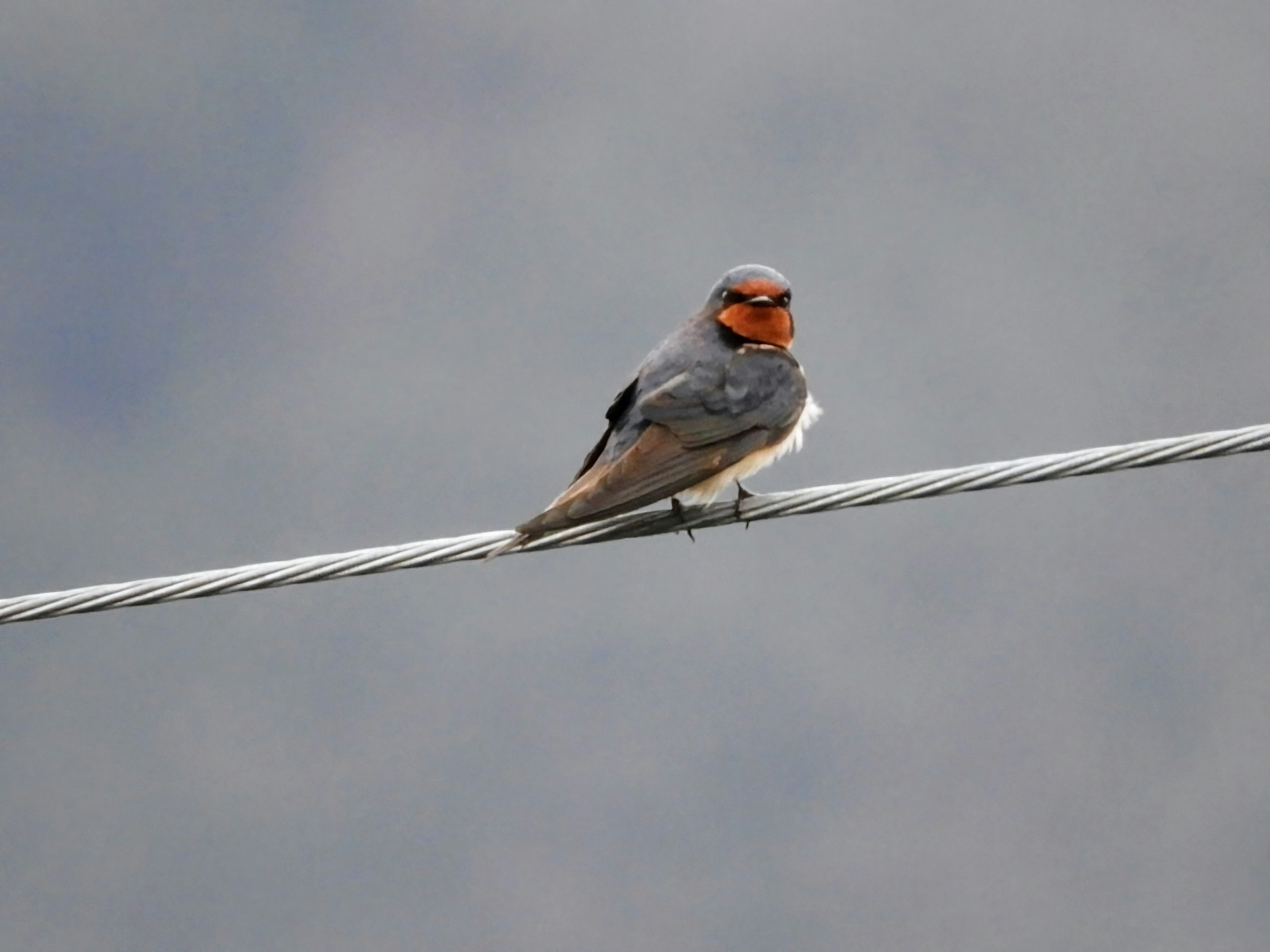 A small bird with an orange head perched on a wire