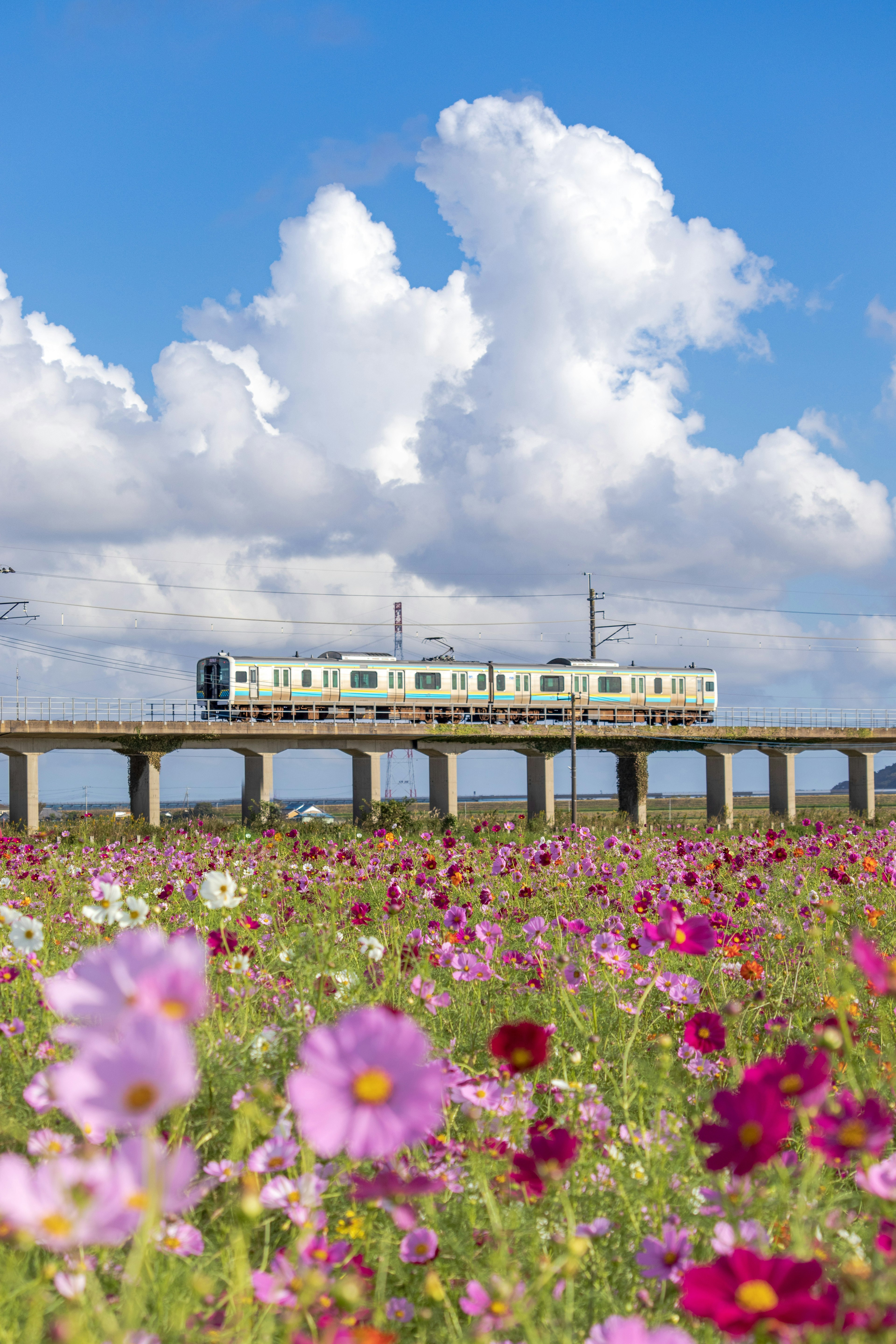 青空の下に咲くコスモスの花畑とその上を走る列車