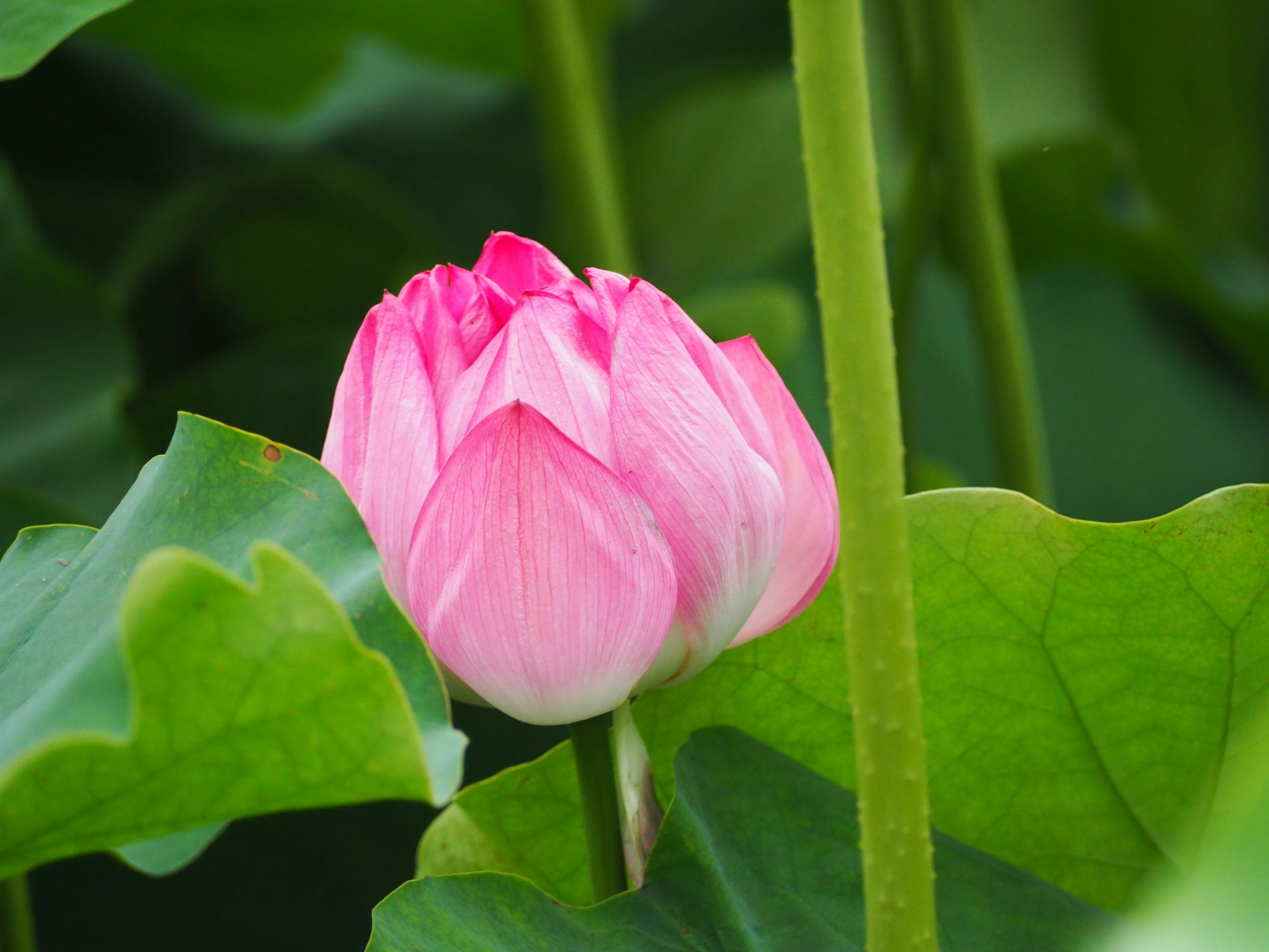 A beautiful pink lotus flower peeking through green leaves