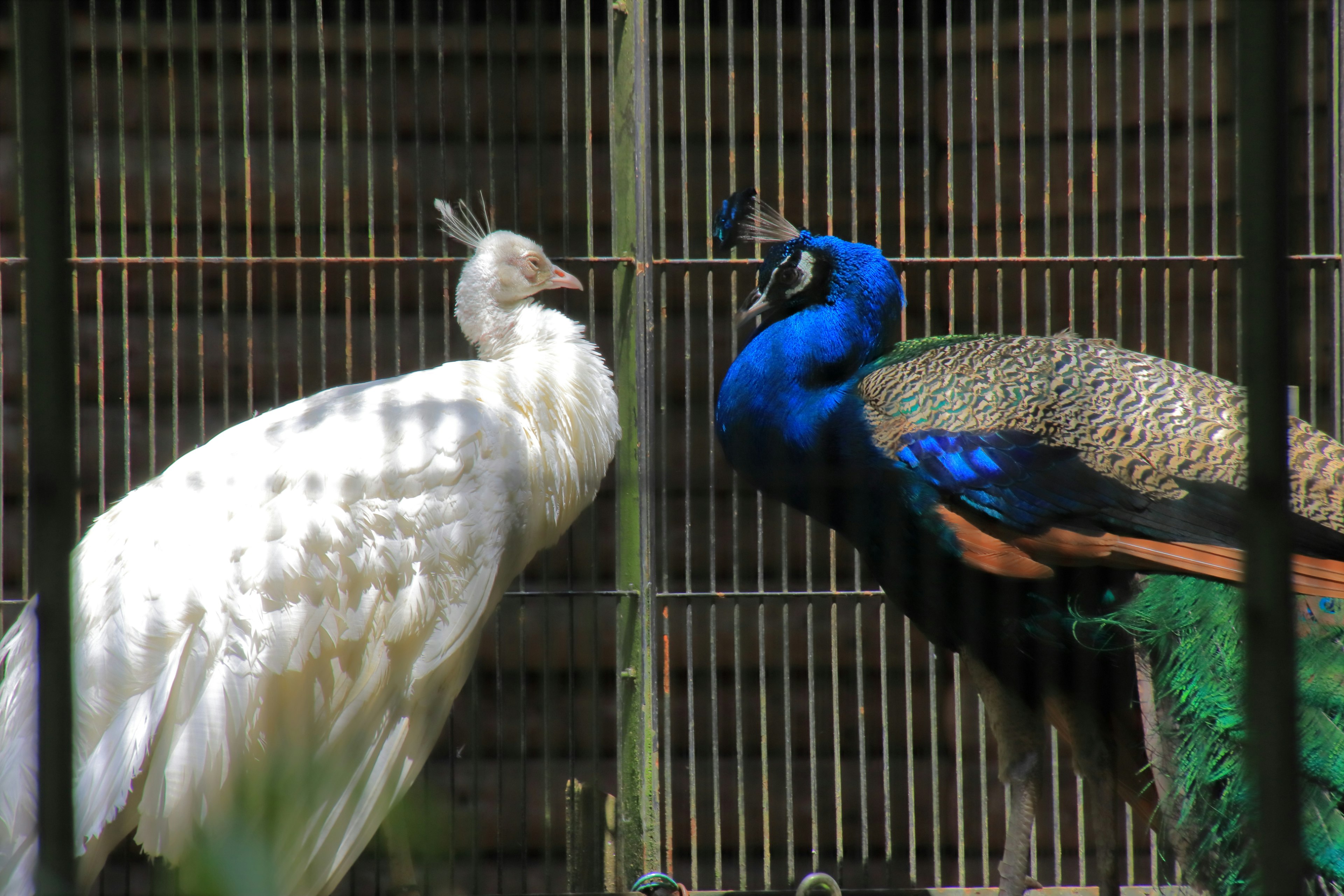 White peacock and blue peacock facing each other in a cage