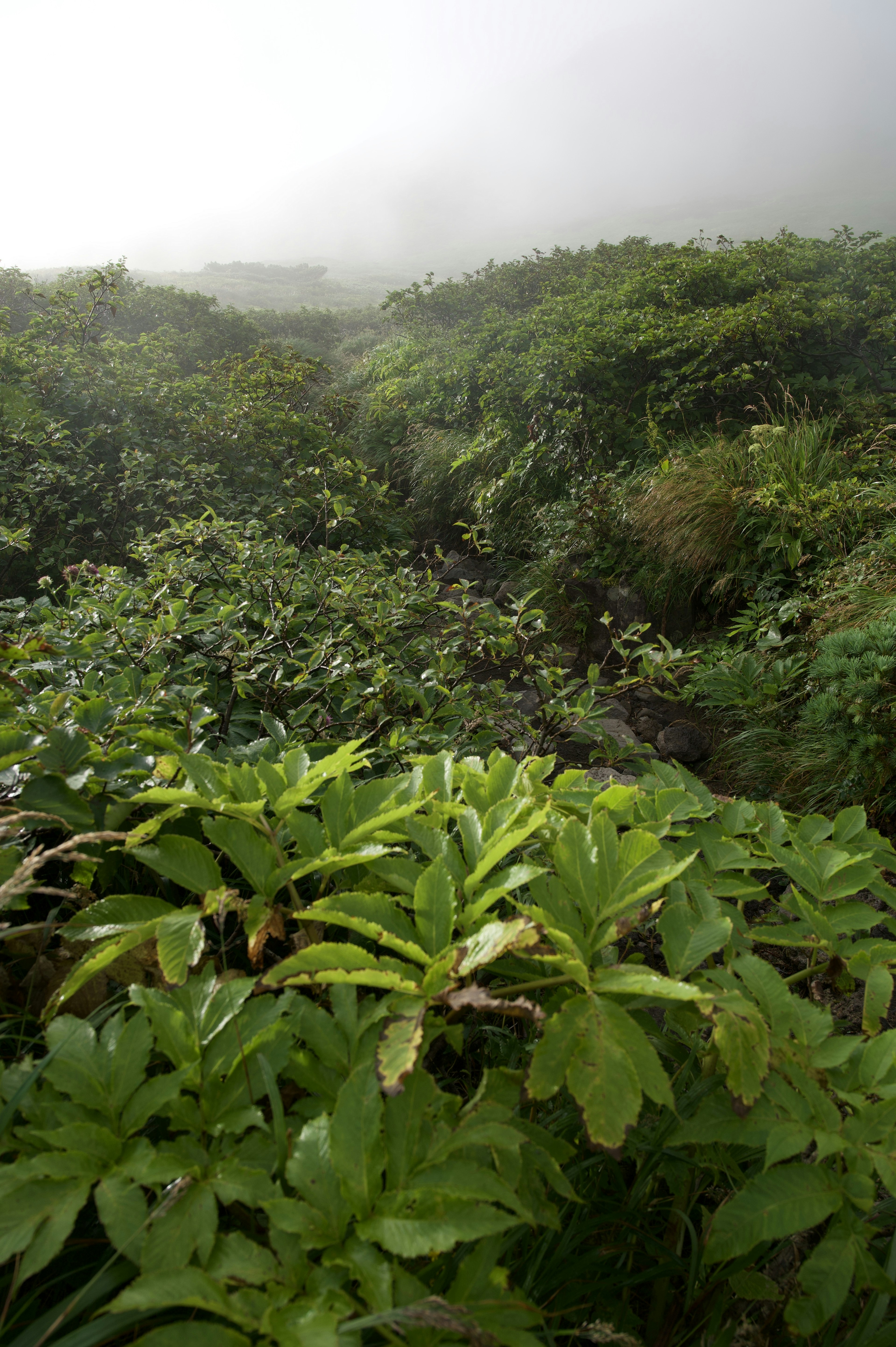 霧に包まれた緑豊かな植物の風景