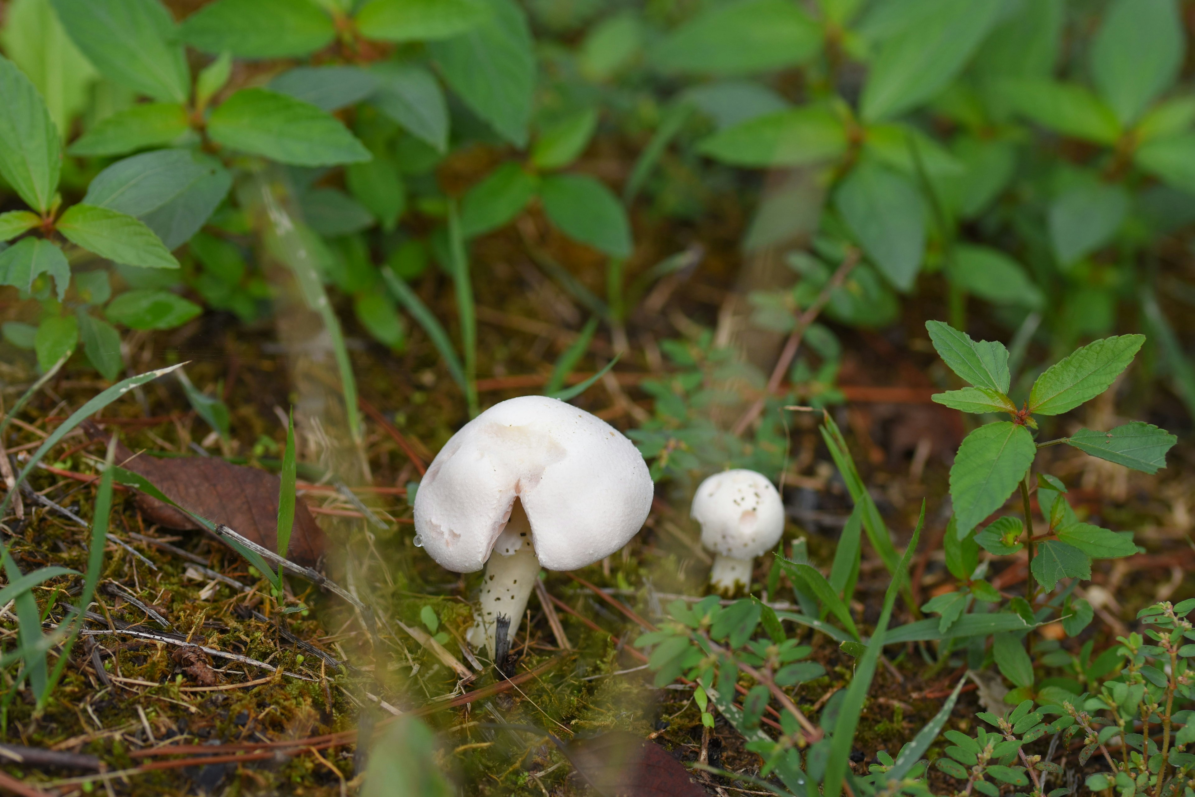 Two mushrooms one large and white with a smaller one beside it in green grass