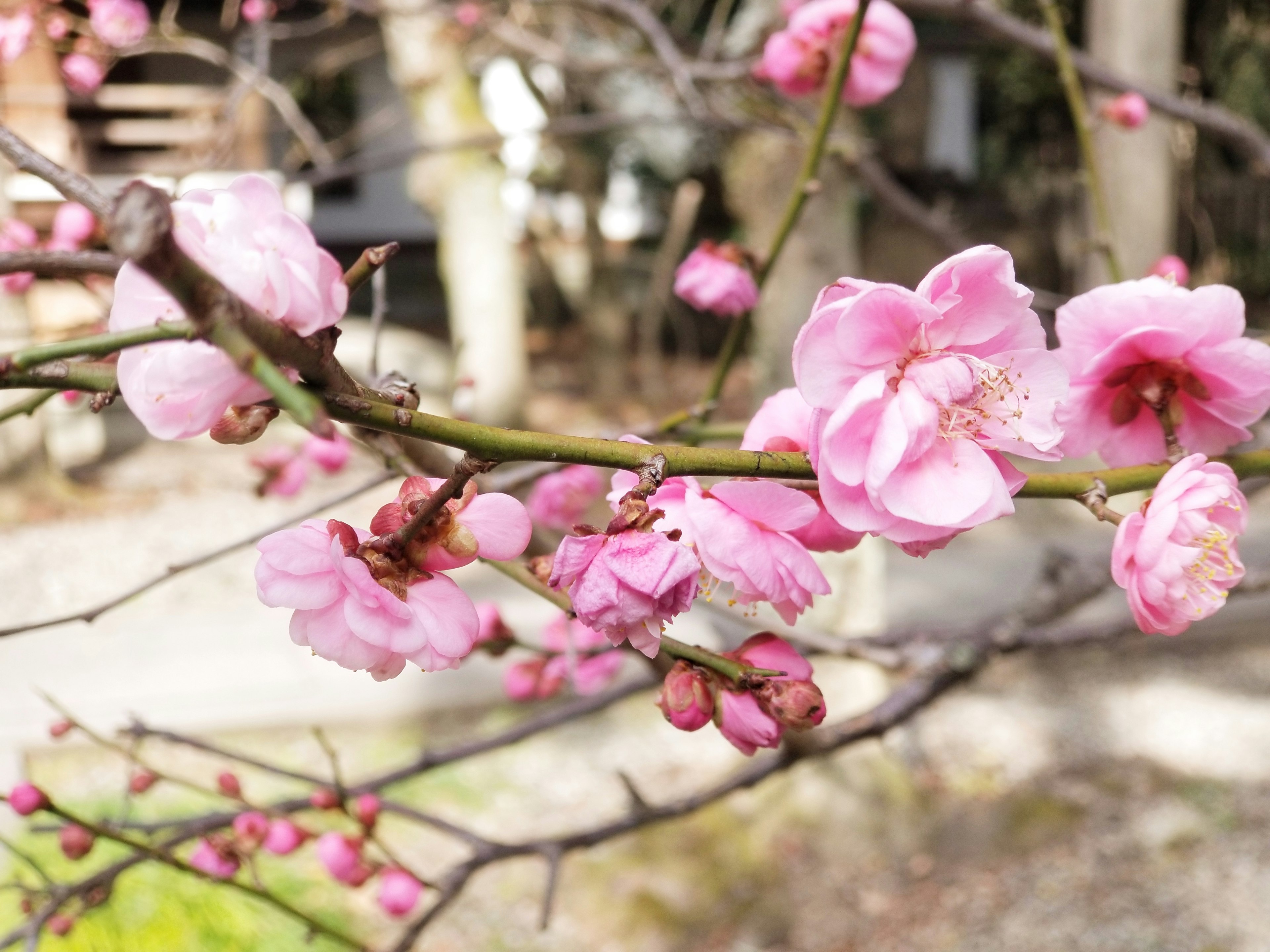 Primo piano di fiori di pesco in fiore su un ramo