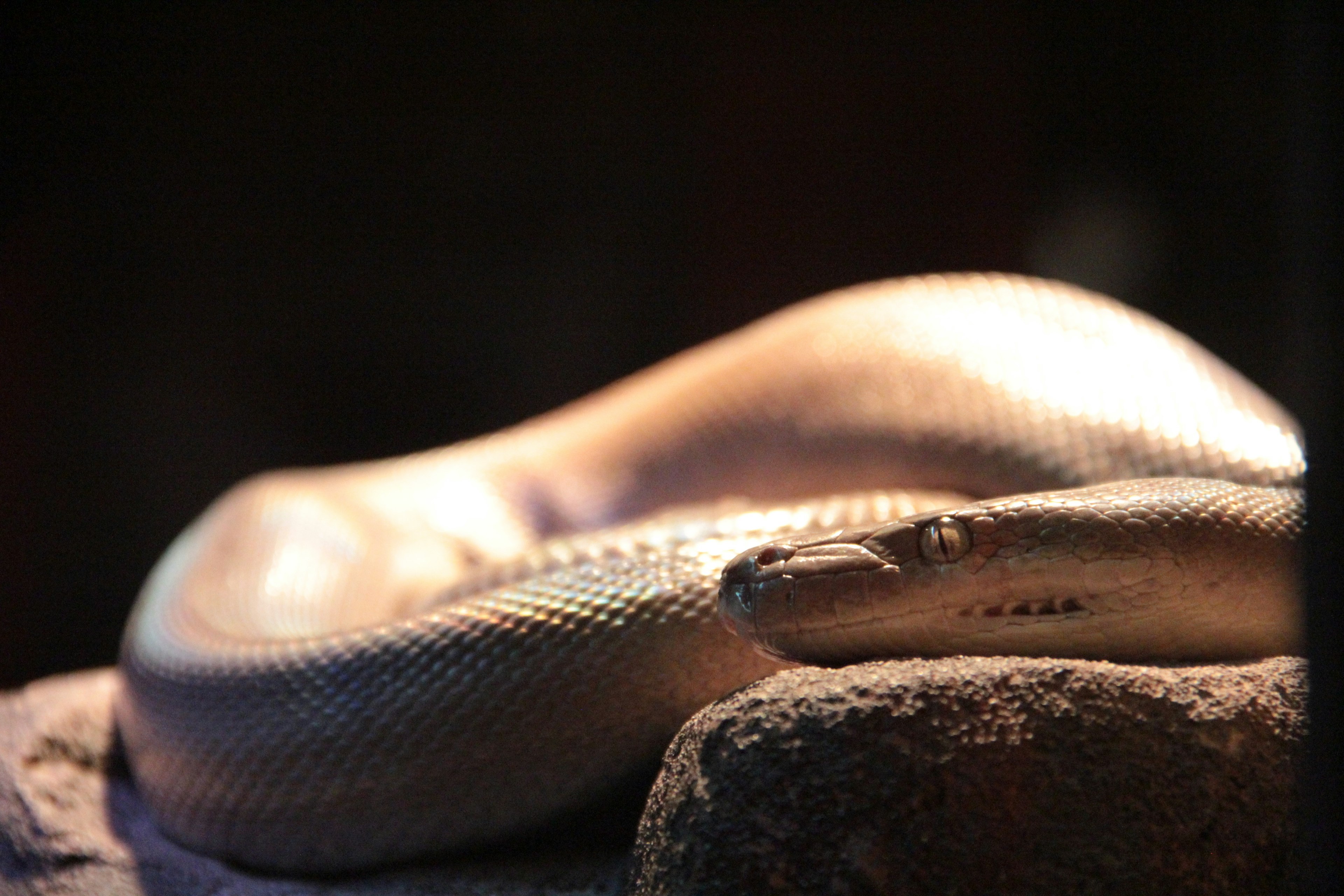 A golden snake resting on a rock