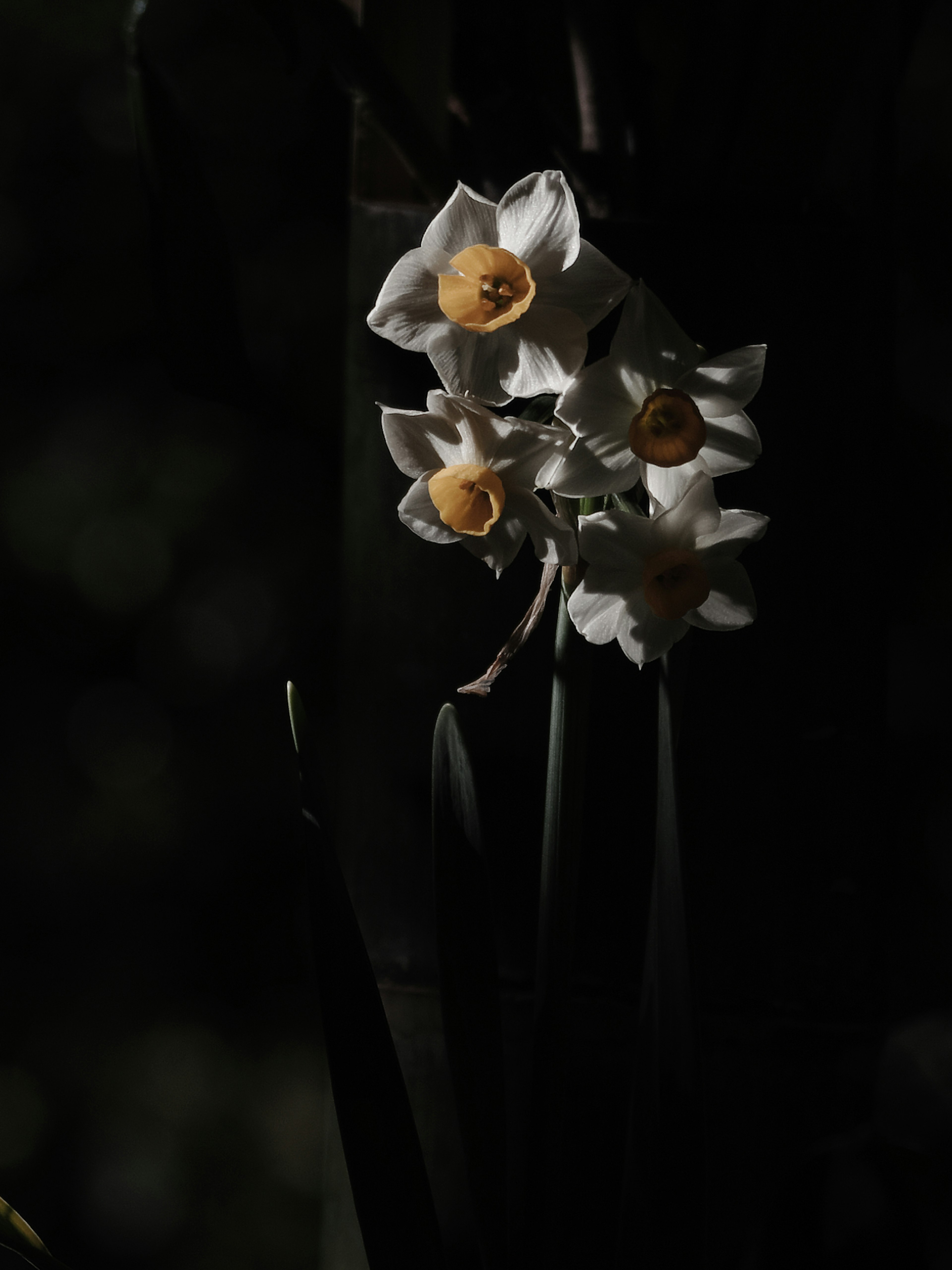 White flowers blooming against a dark background