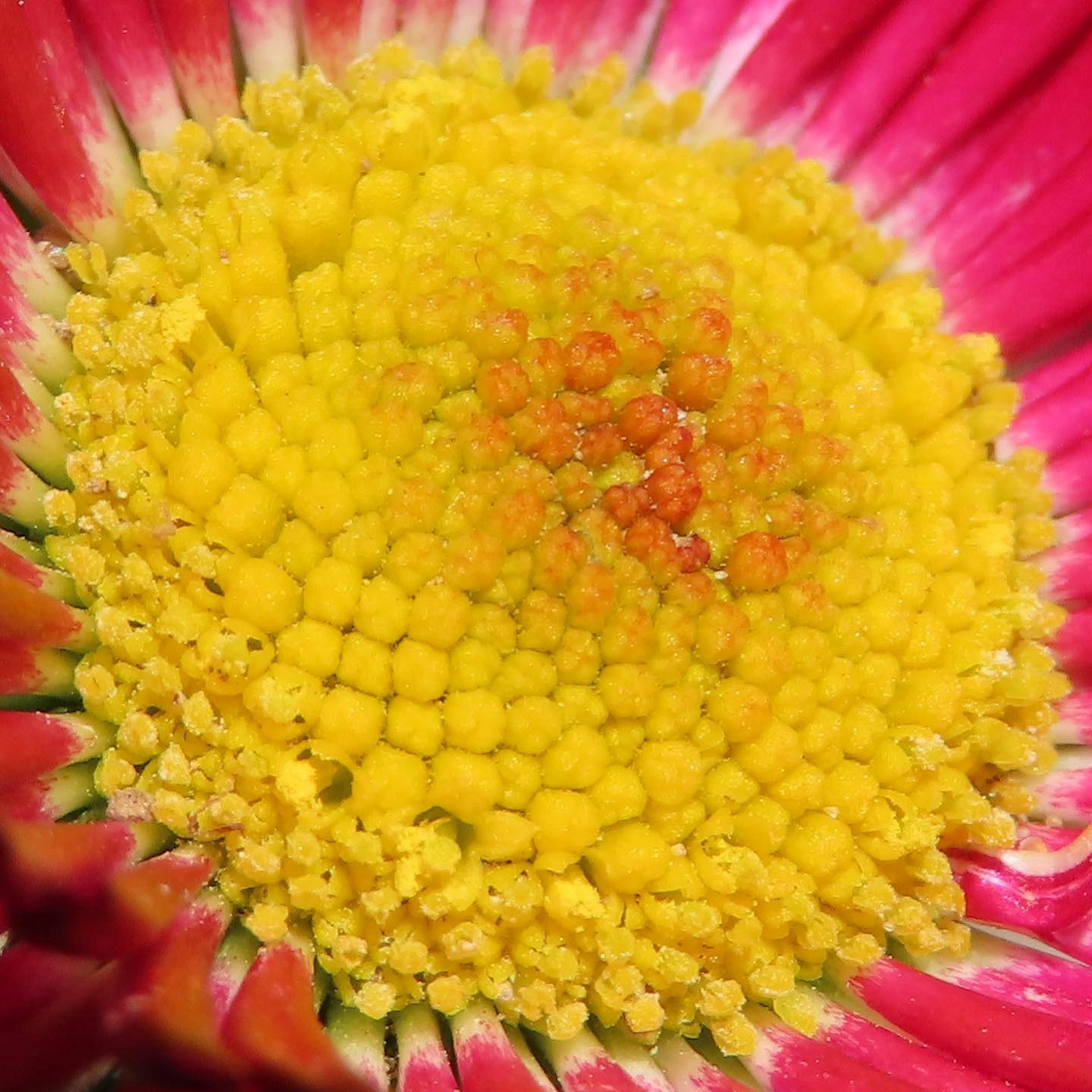 Close-up of a bright pink flower with a vibrant yellow center