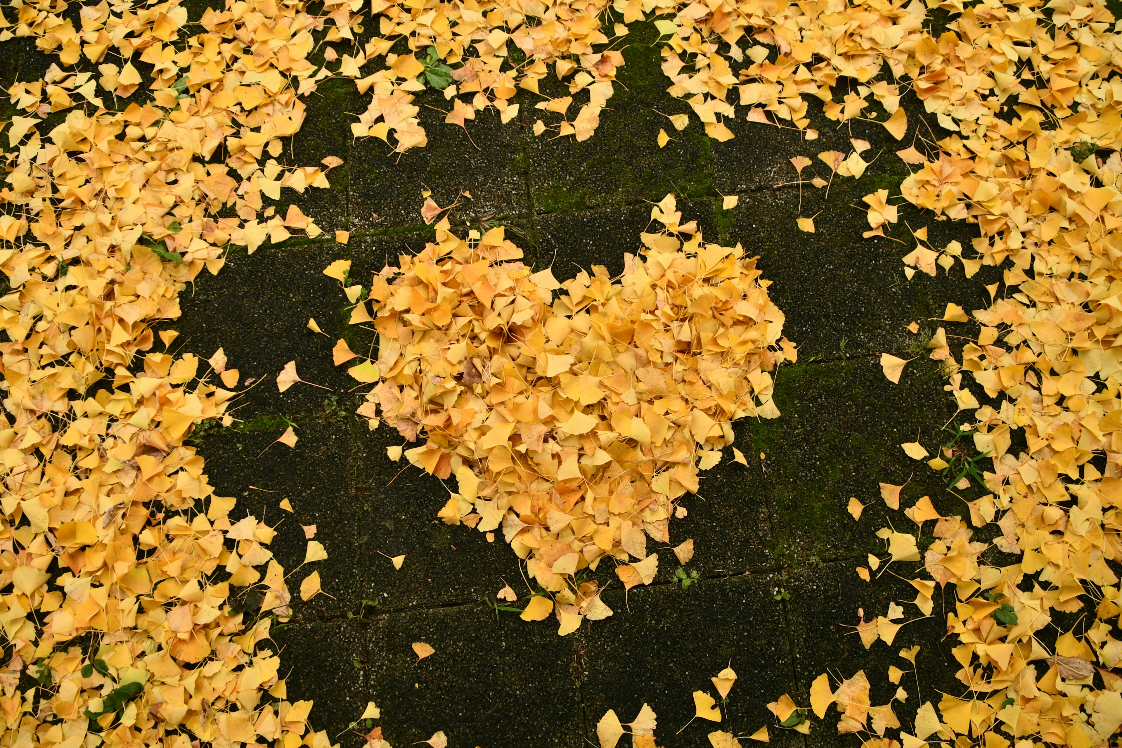 Forma a cuore fatta di foglie gialle sul terreno