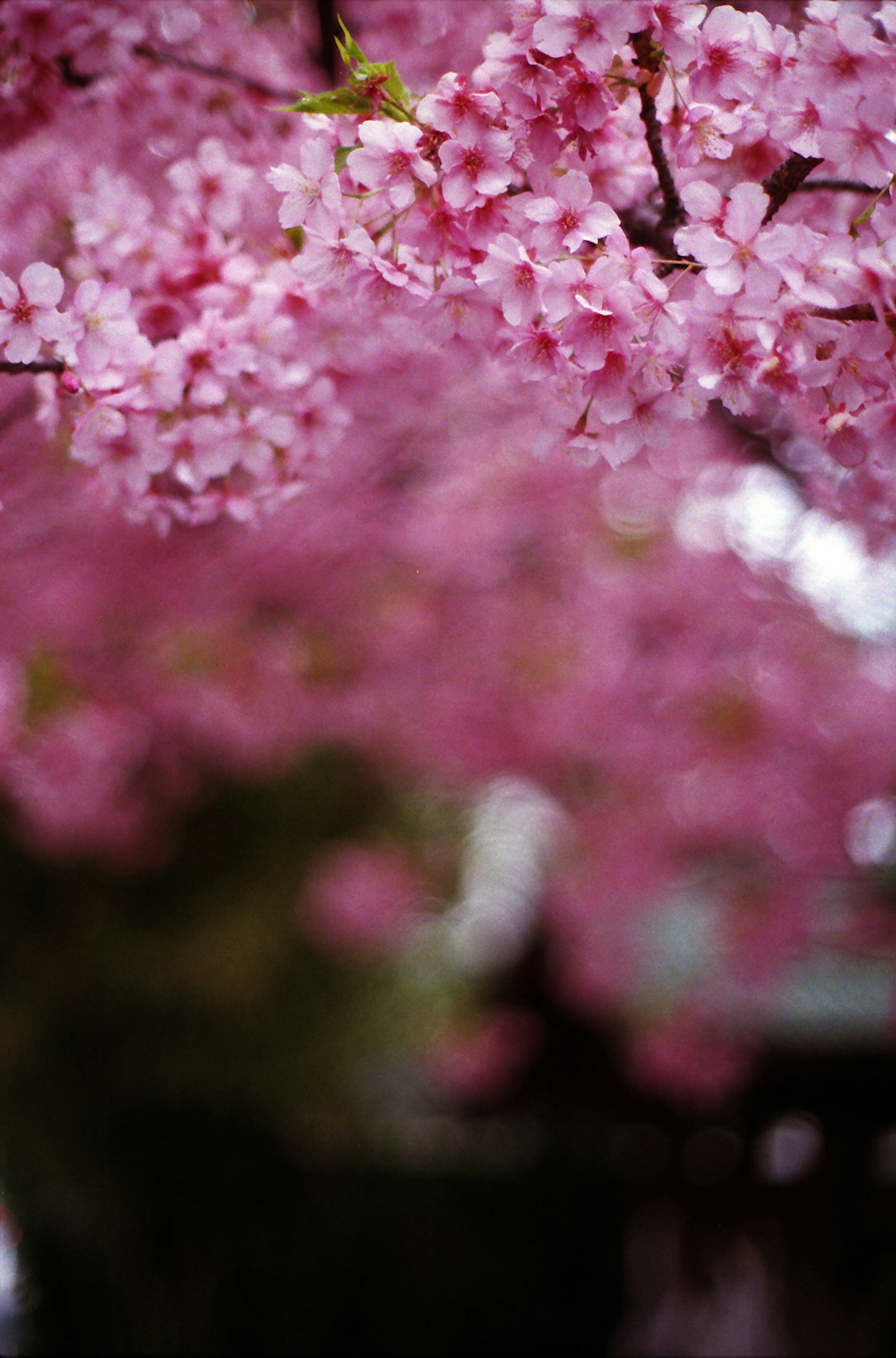 Pemandangan indah dengan bunga sakura yang mekar