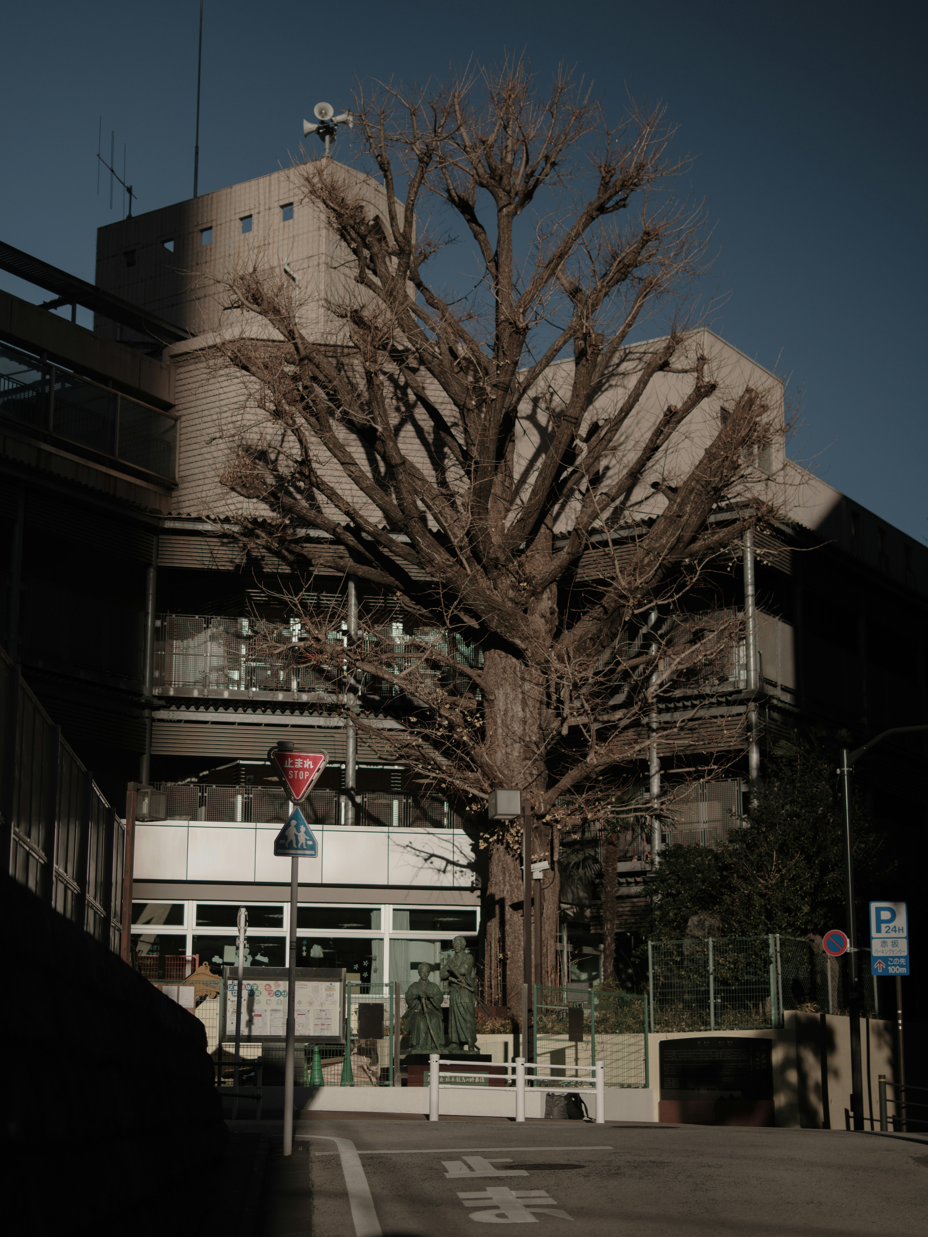 A large tree in front of a modern building