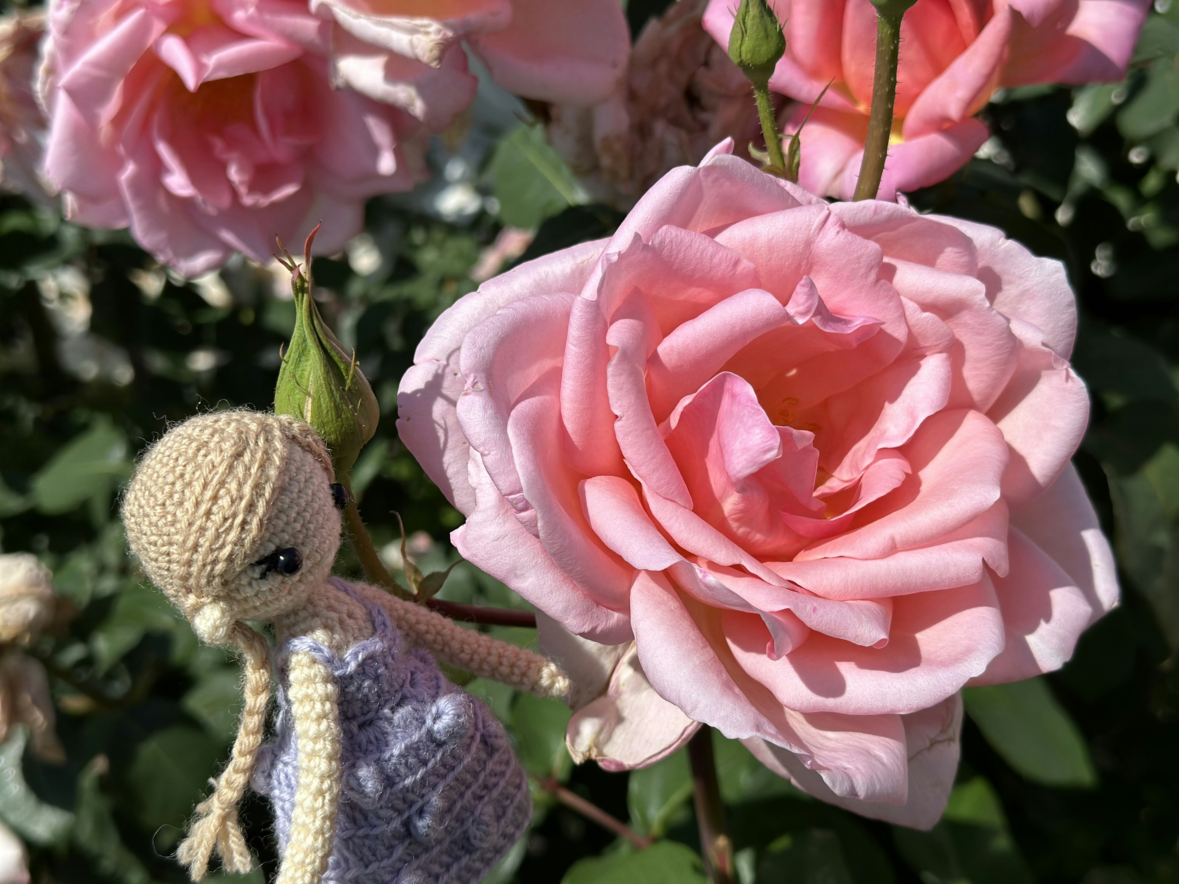 Fiore di rosa rosa con una piccola bambola all'uncinetto