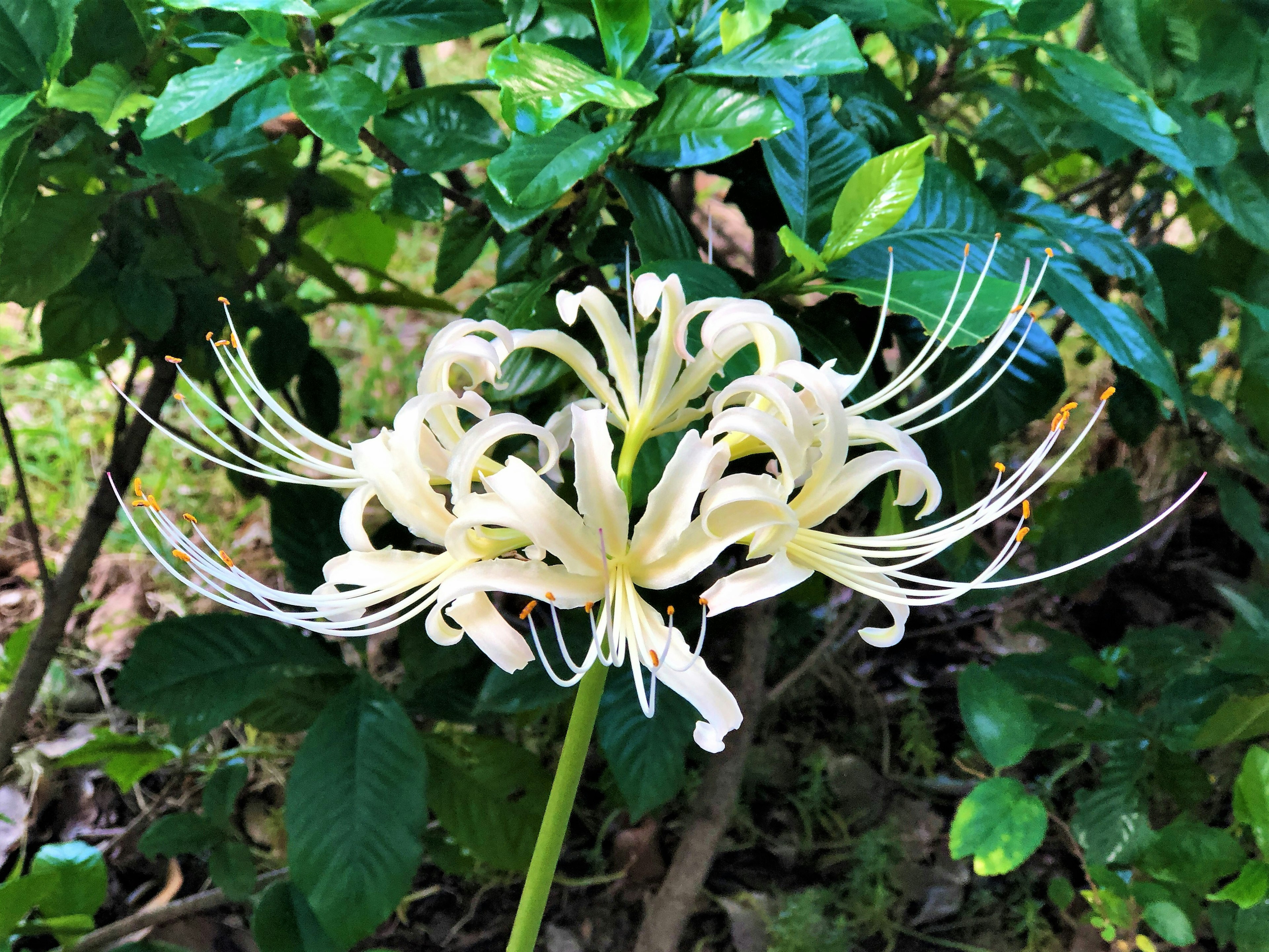 Weiße Blume blüht zwischen grünen Blättern