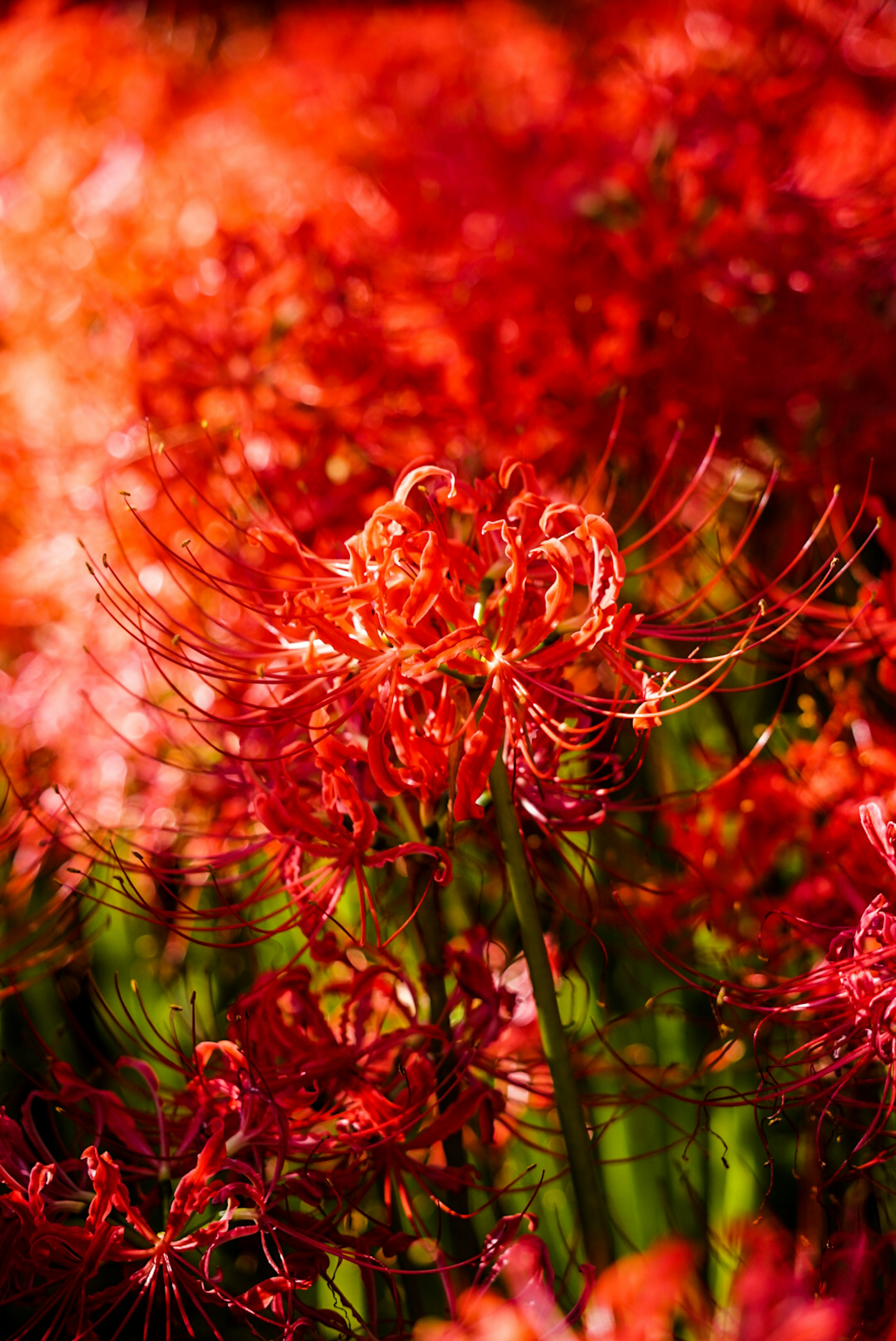 Vibrant red spider lilies blooming in a lush green field