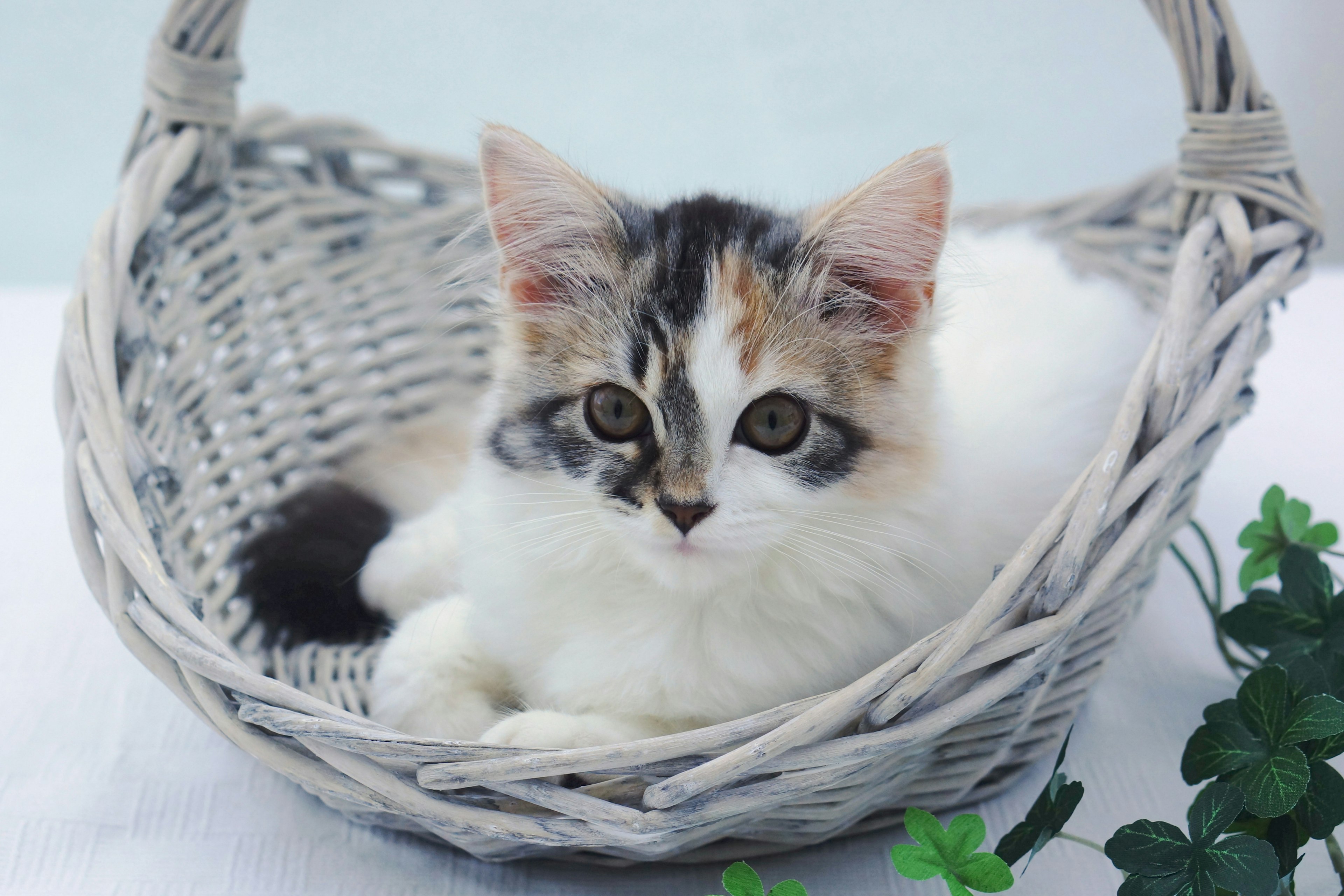 A calico kitten resting in a woven basket