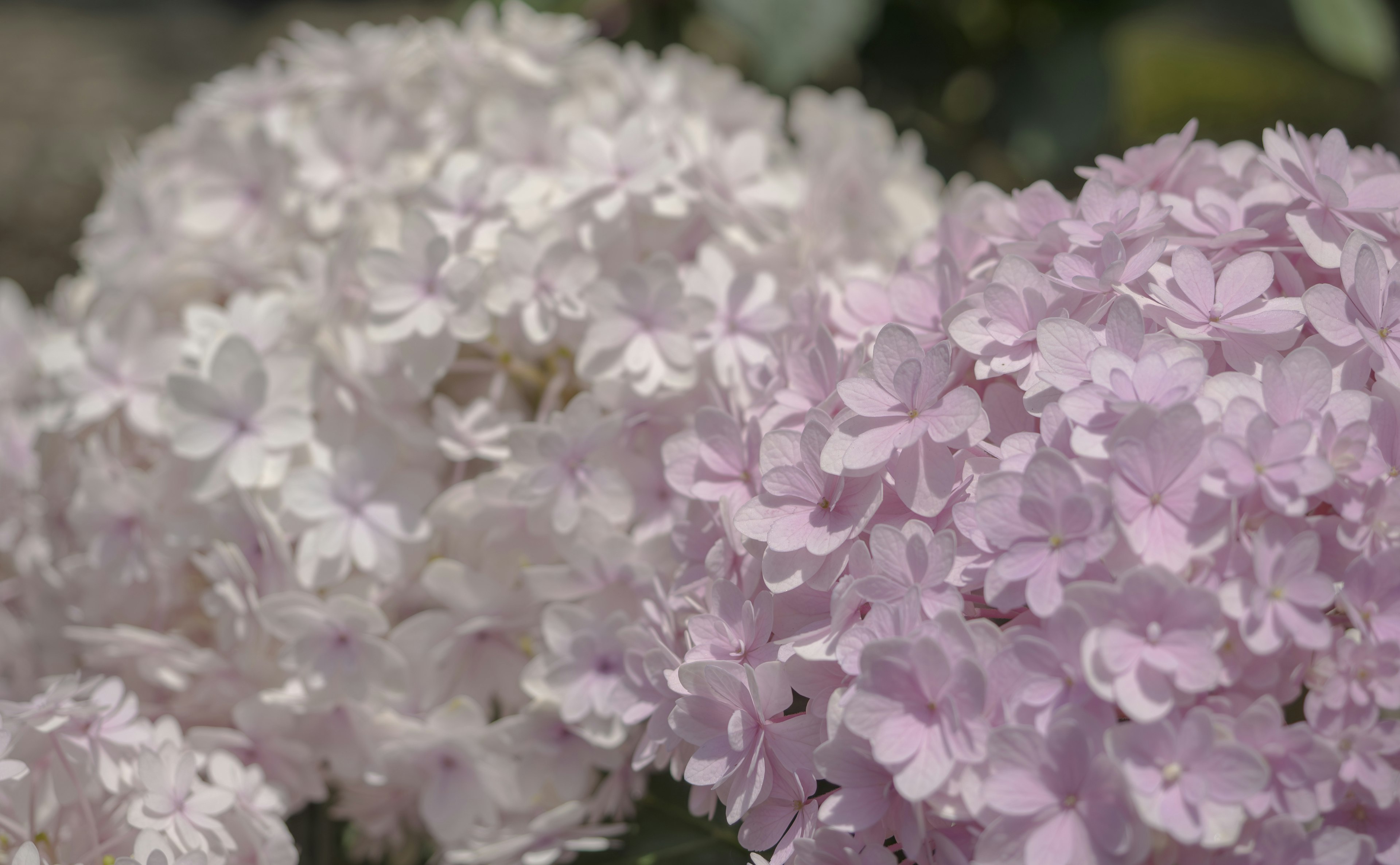 白と薄紫のアジサイの花が近接して咲いている