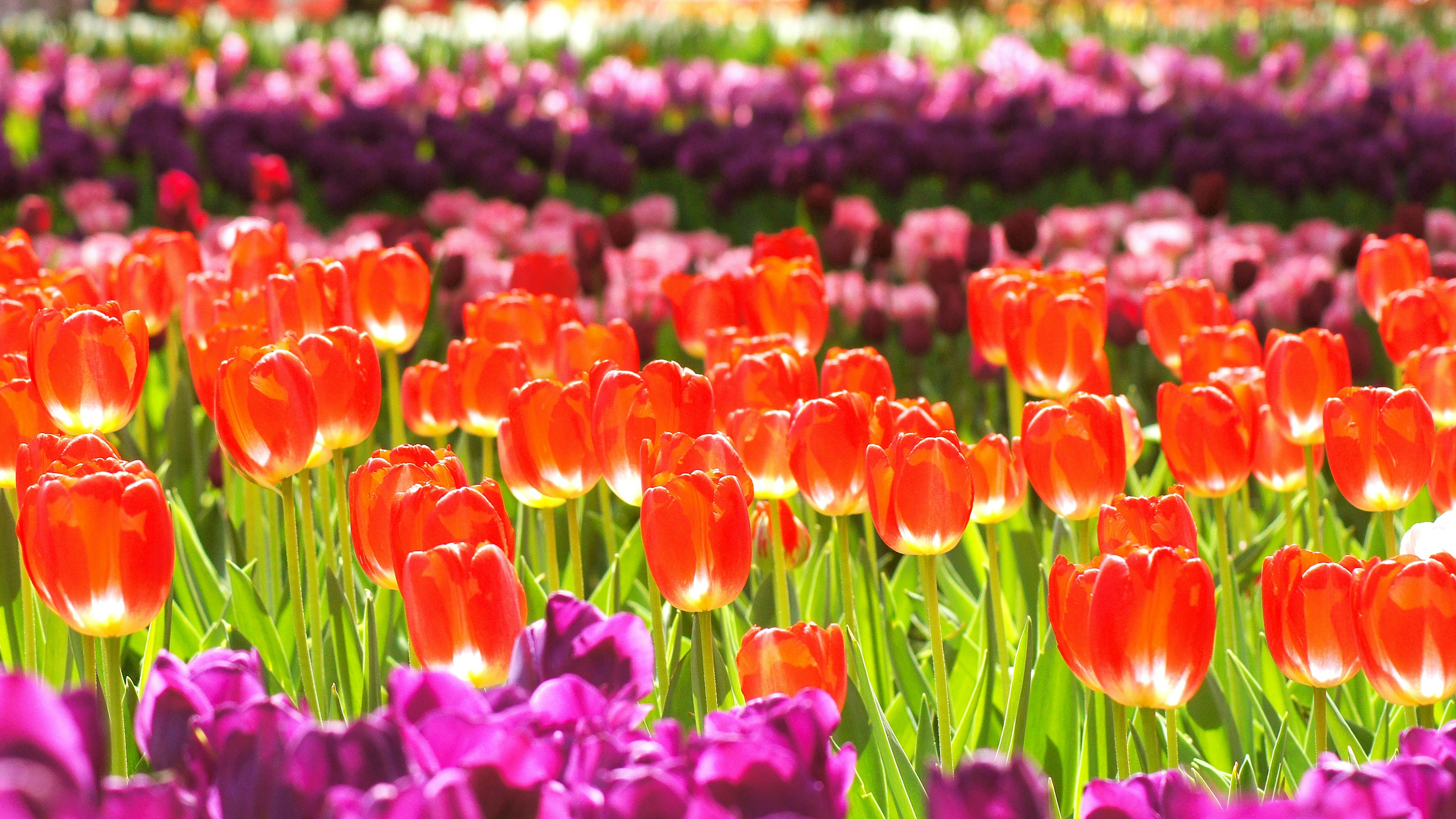 Lebendiges Tulpenfeld mit blühenden roten und lila Tulpen, das eine bunte Landschaft schafft