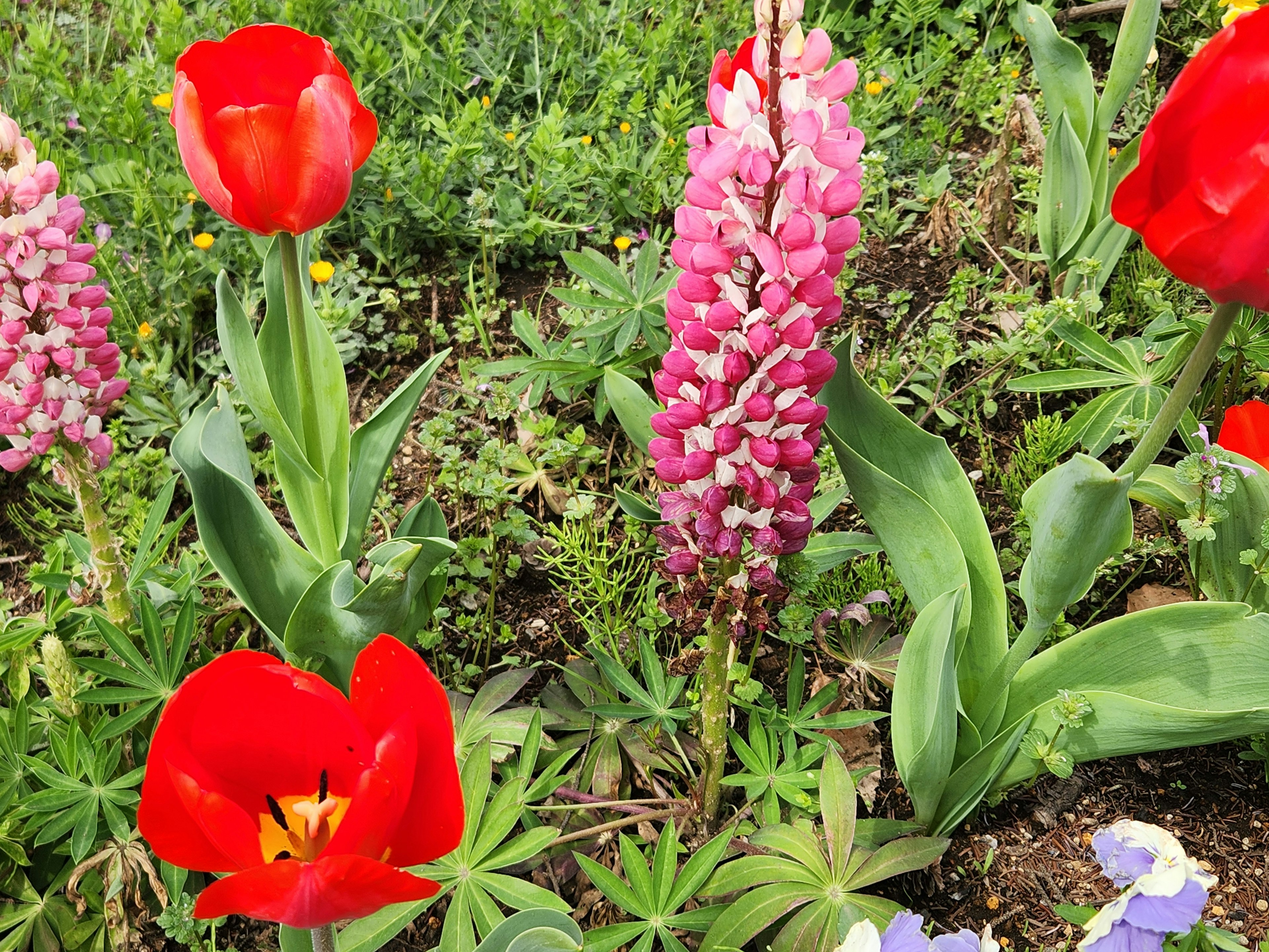 Gartenszene mit roten Tulpen und einer rosa Blume