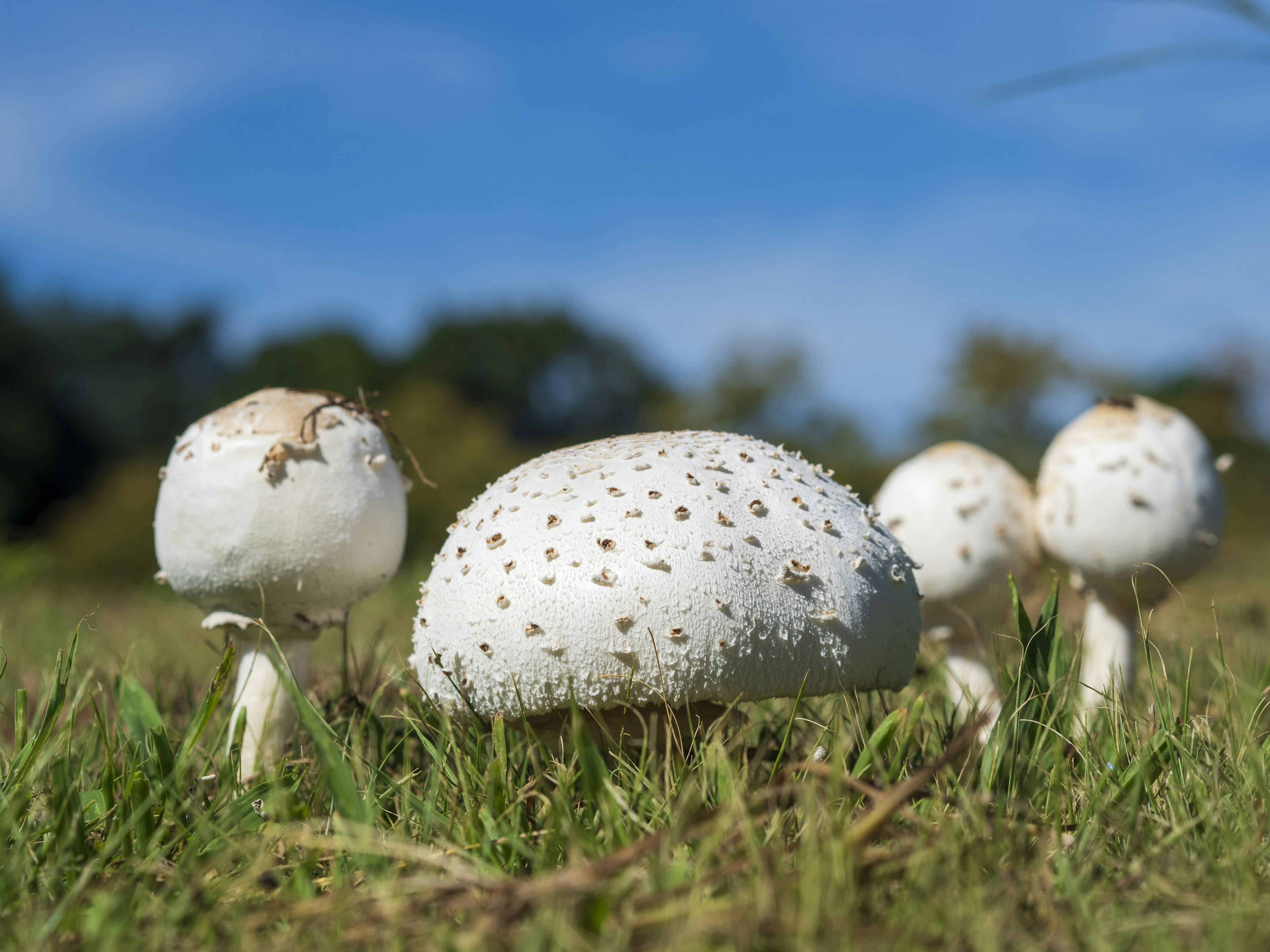 White mushrooms growing in a grassy field