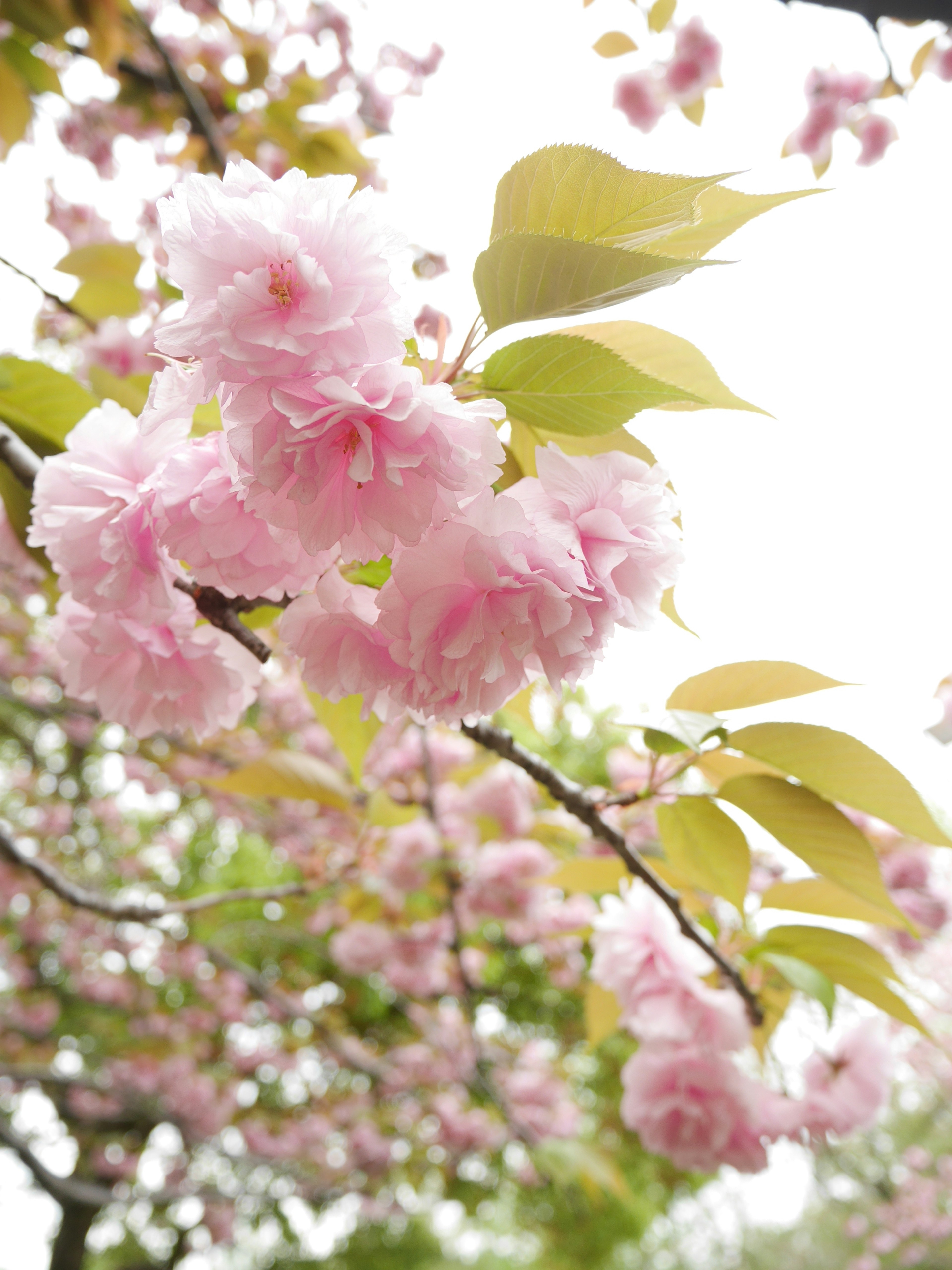 Close-up of cherry blossoms on a branch featuring pink flowers and green leaves