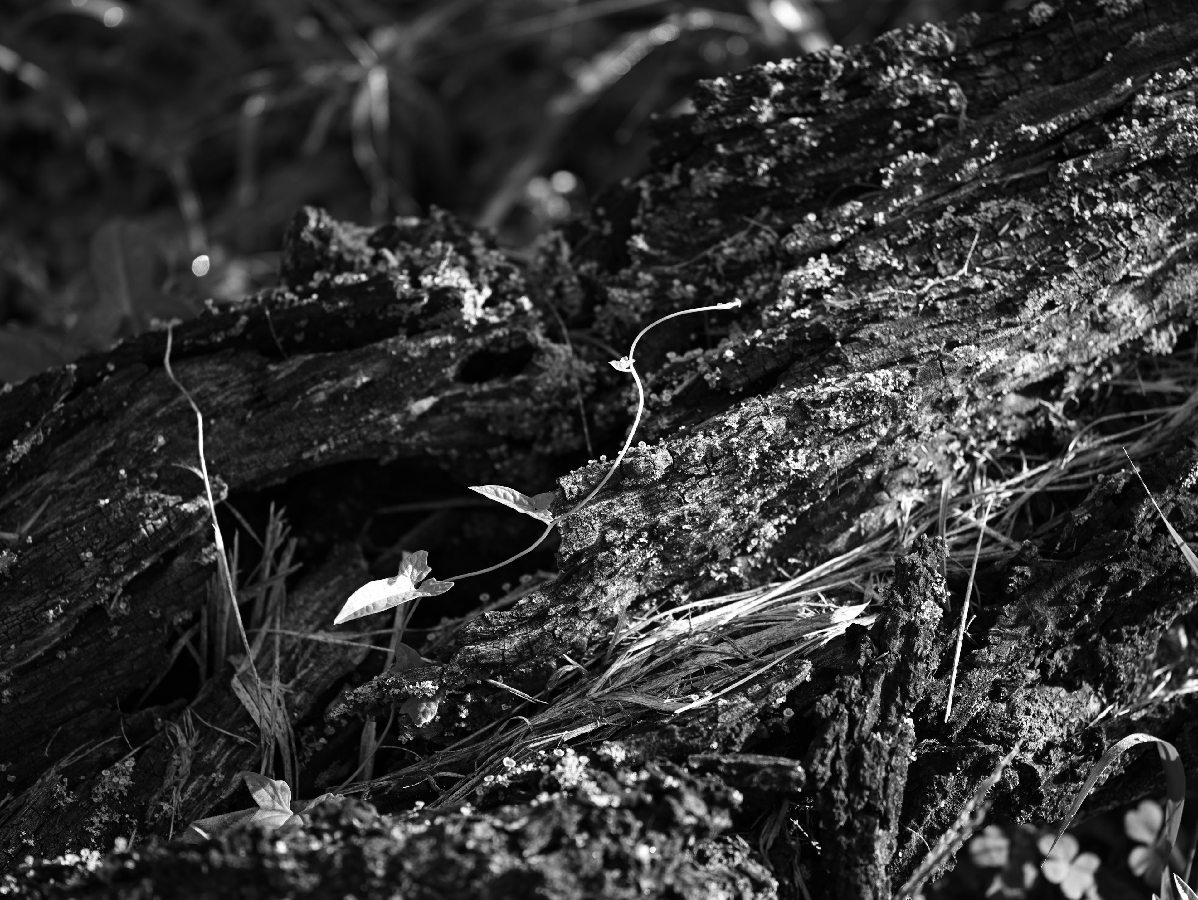 Texture détaillée d'un tronc d'arbre et du sol en contraste noir et blanc