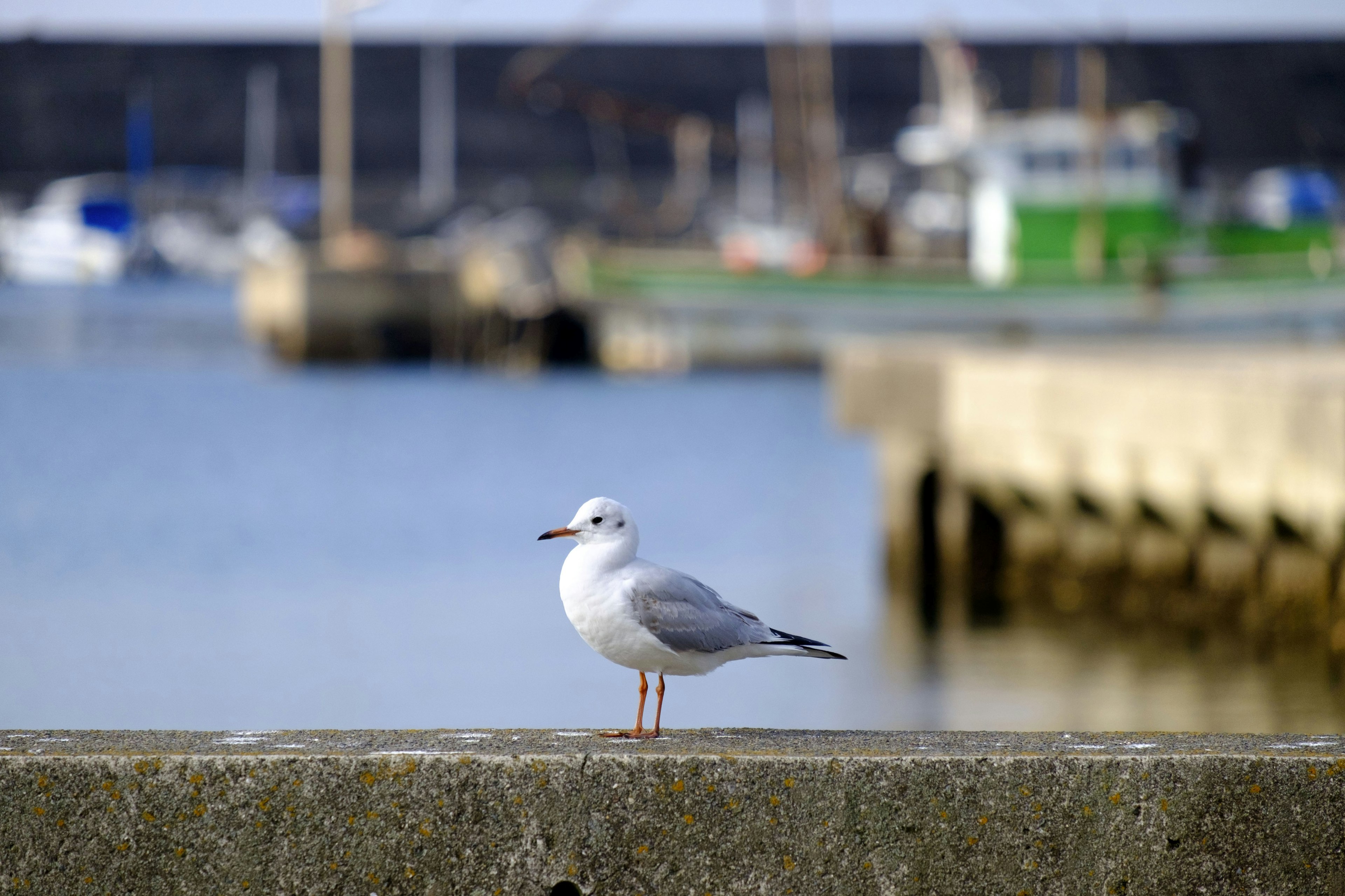 Una gaviota de pie en un borde de concreto junto al puerto