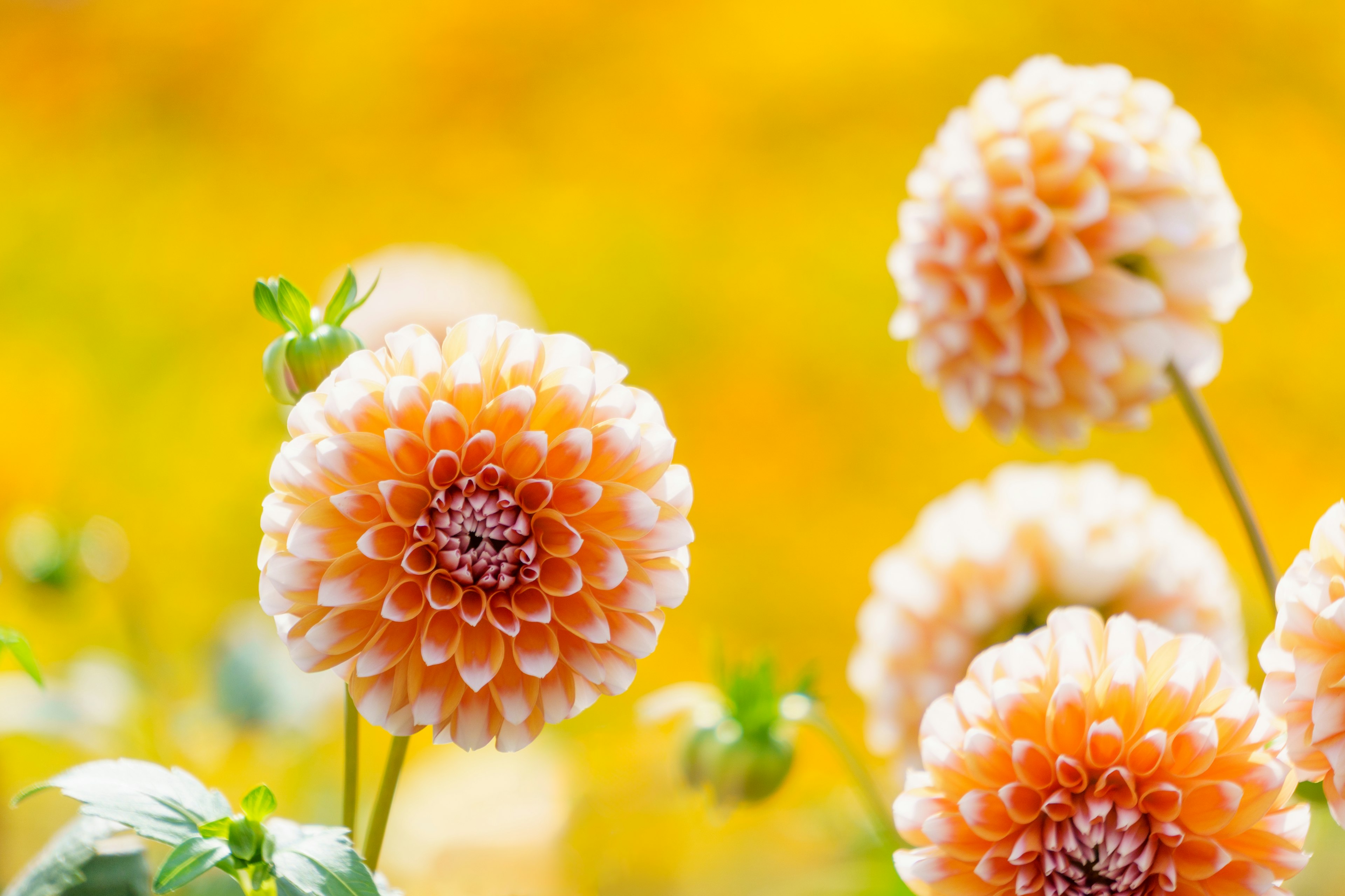 Orange dahlia flowers in a field with a yellow background