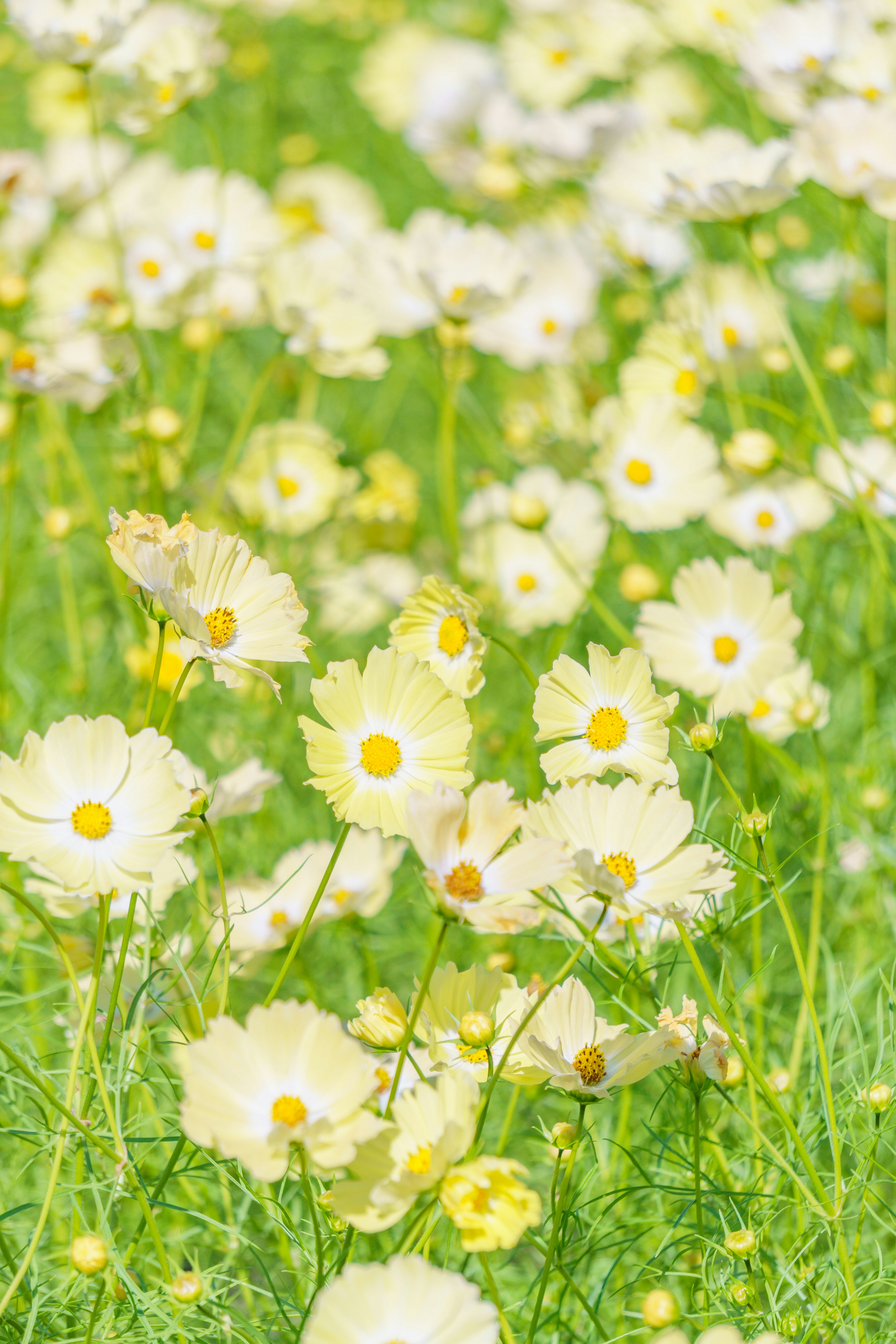 Un campo di fiori gialli in fiore sotto la luce del sole