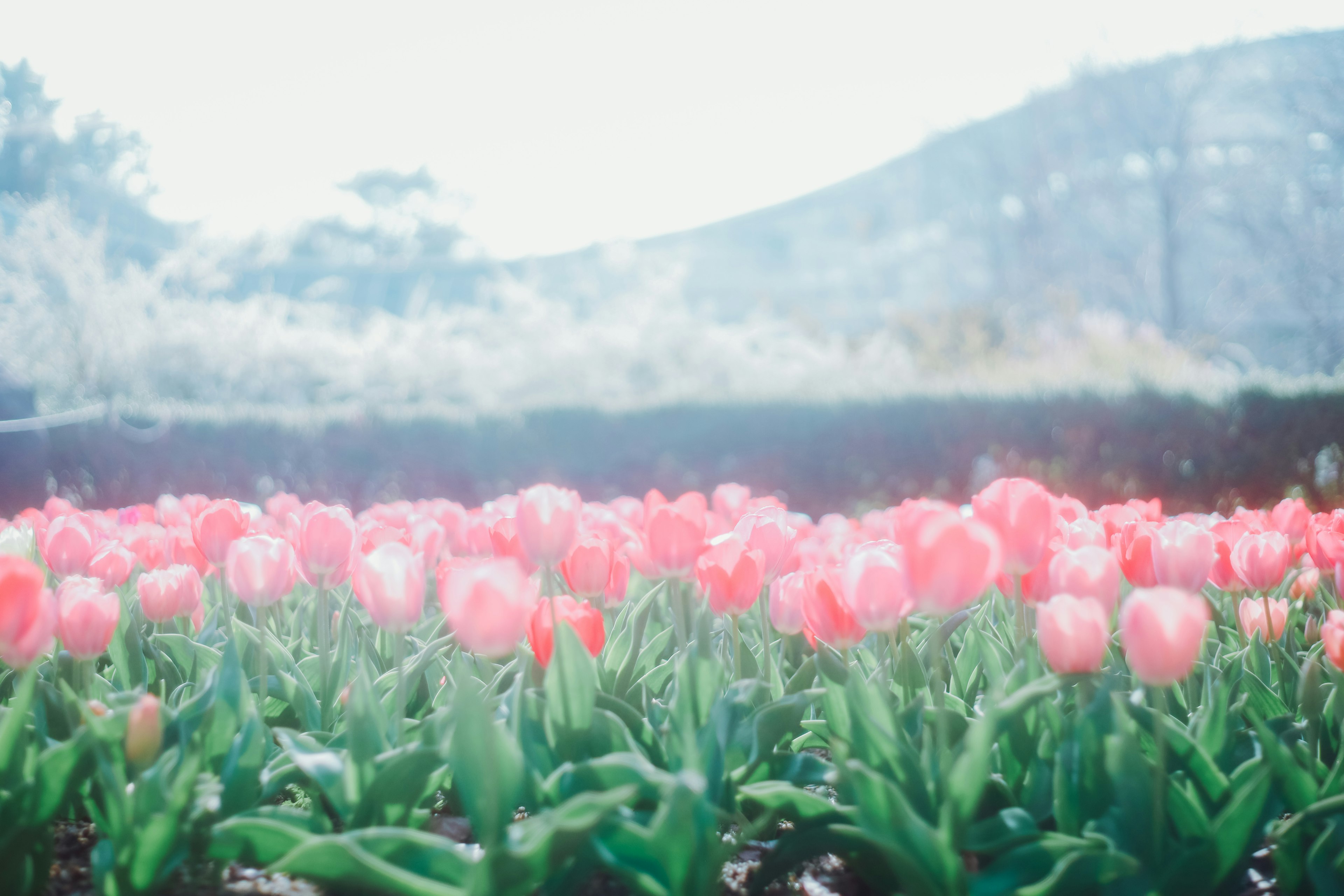 Campo de tulipanes rosas en flor con fondo borroso