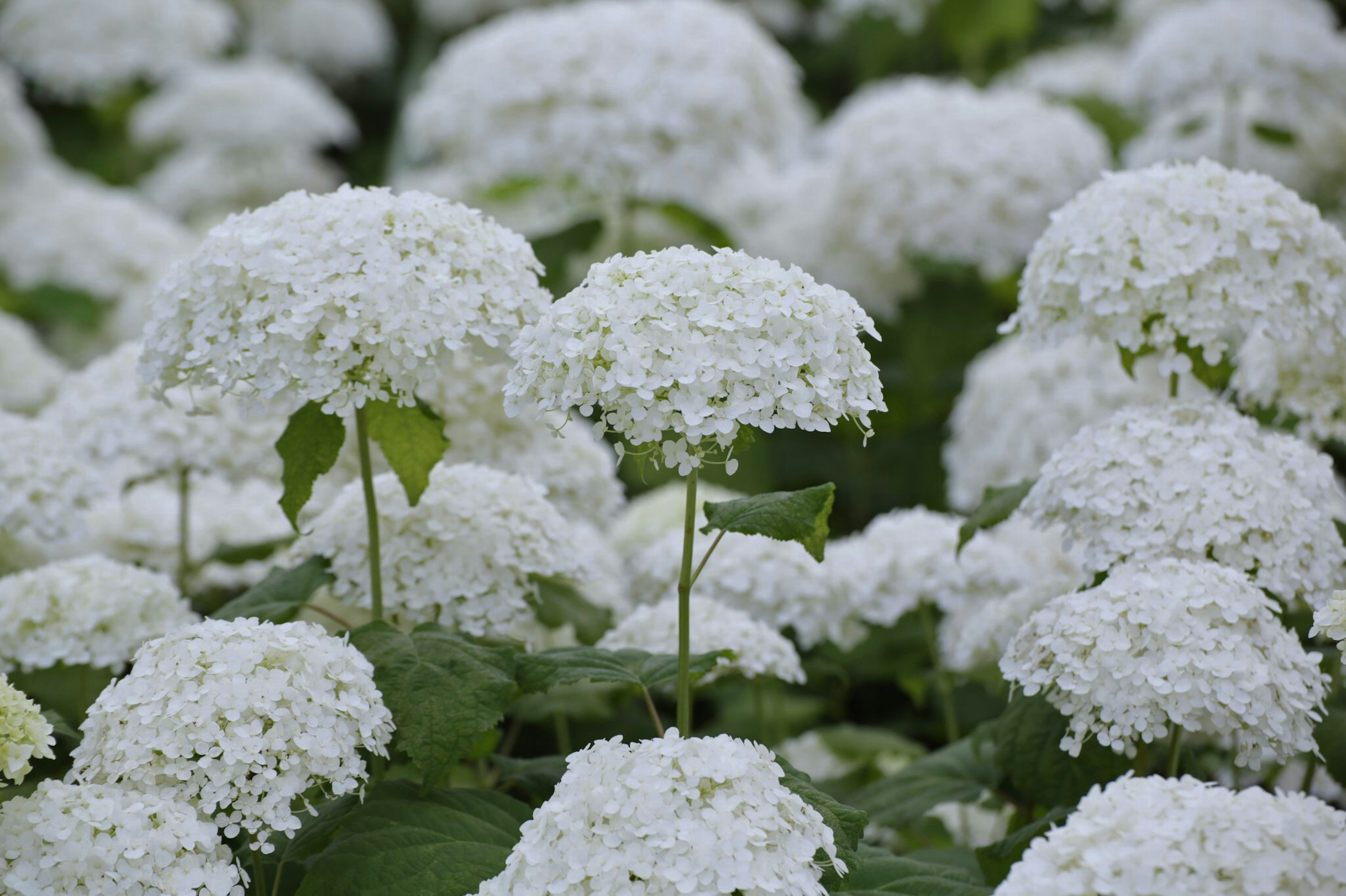 A landscape of blooming white hydrangea flowers