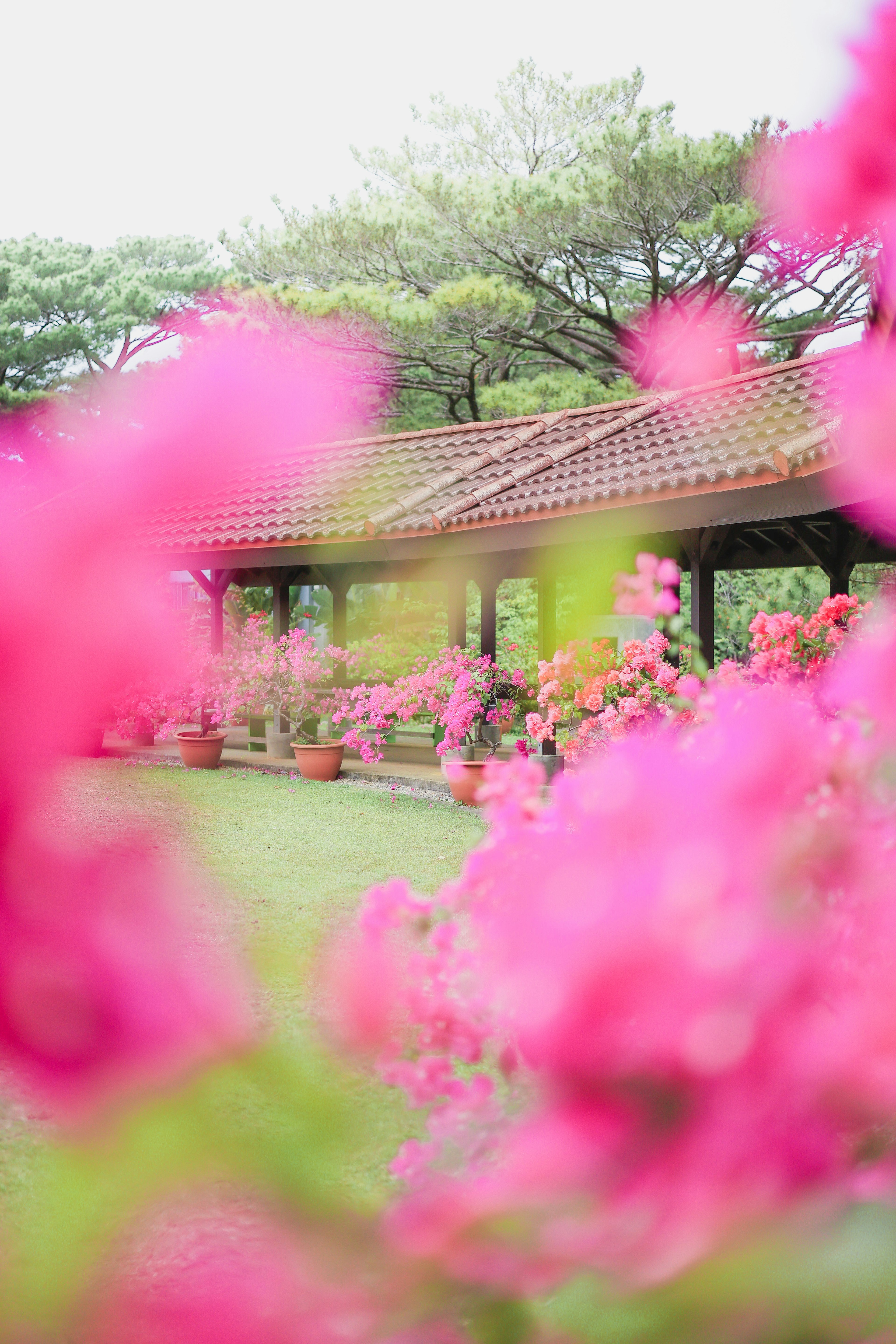 ピンクのブーゲンビリアが咲く庭の背景に小屋が見える風景