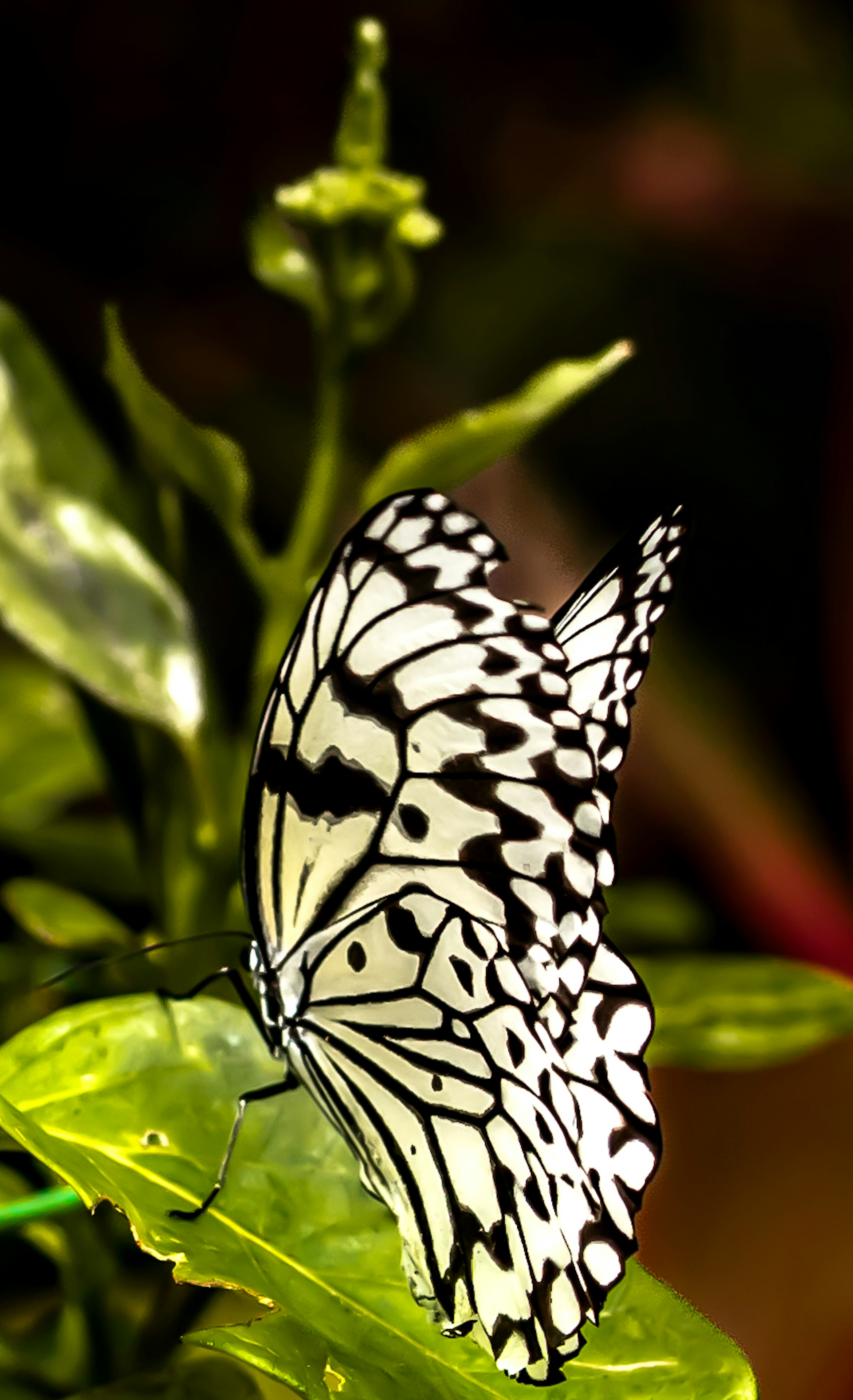 Ein schöner Schmetterling mit schwarz-weißen Mustern, der auf grünen Blättern ruht