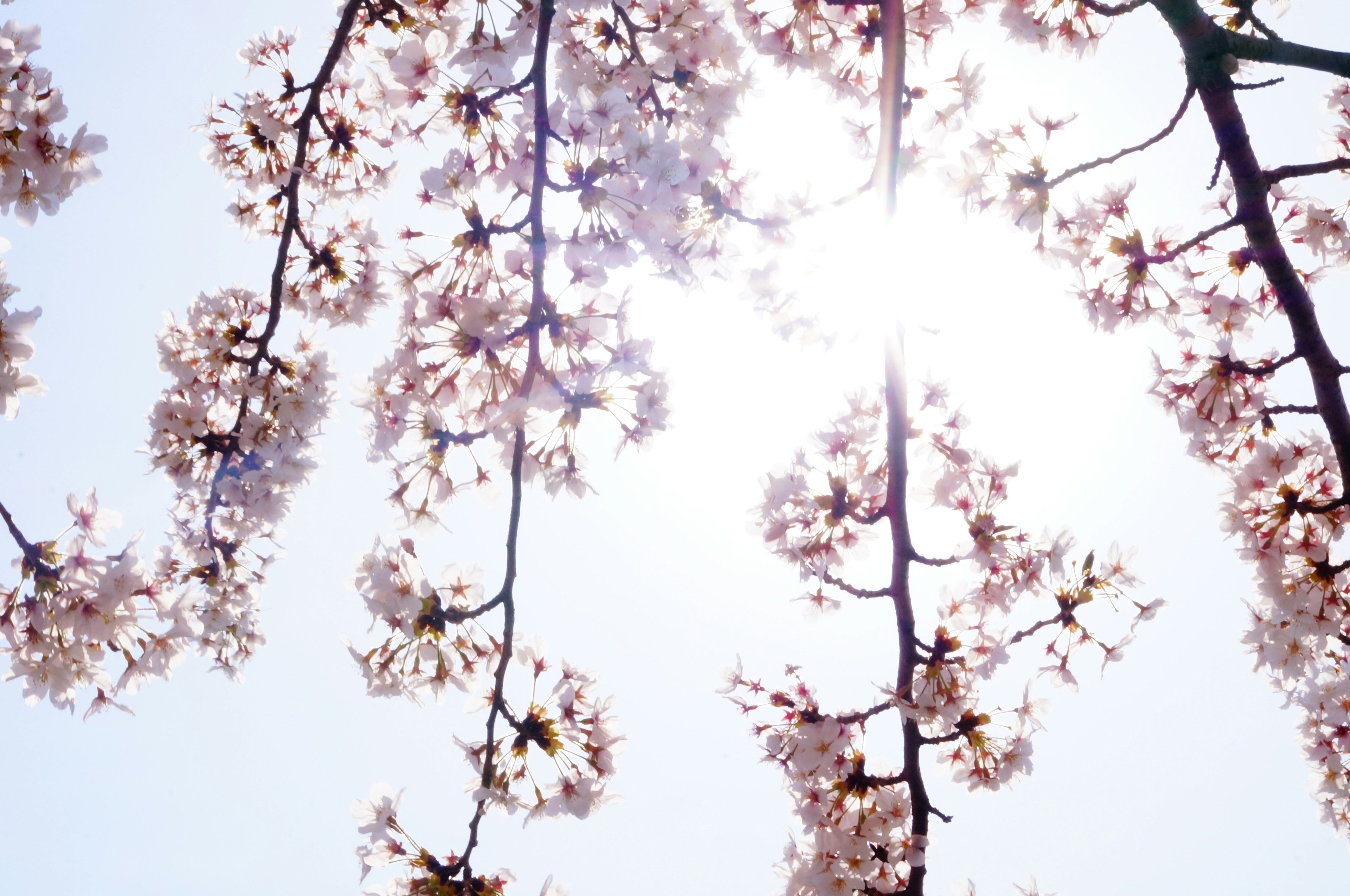 Cherry blossom branches with bright sunlight