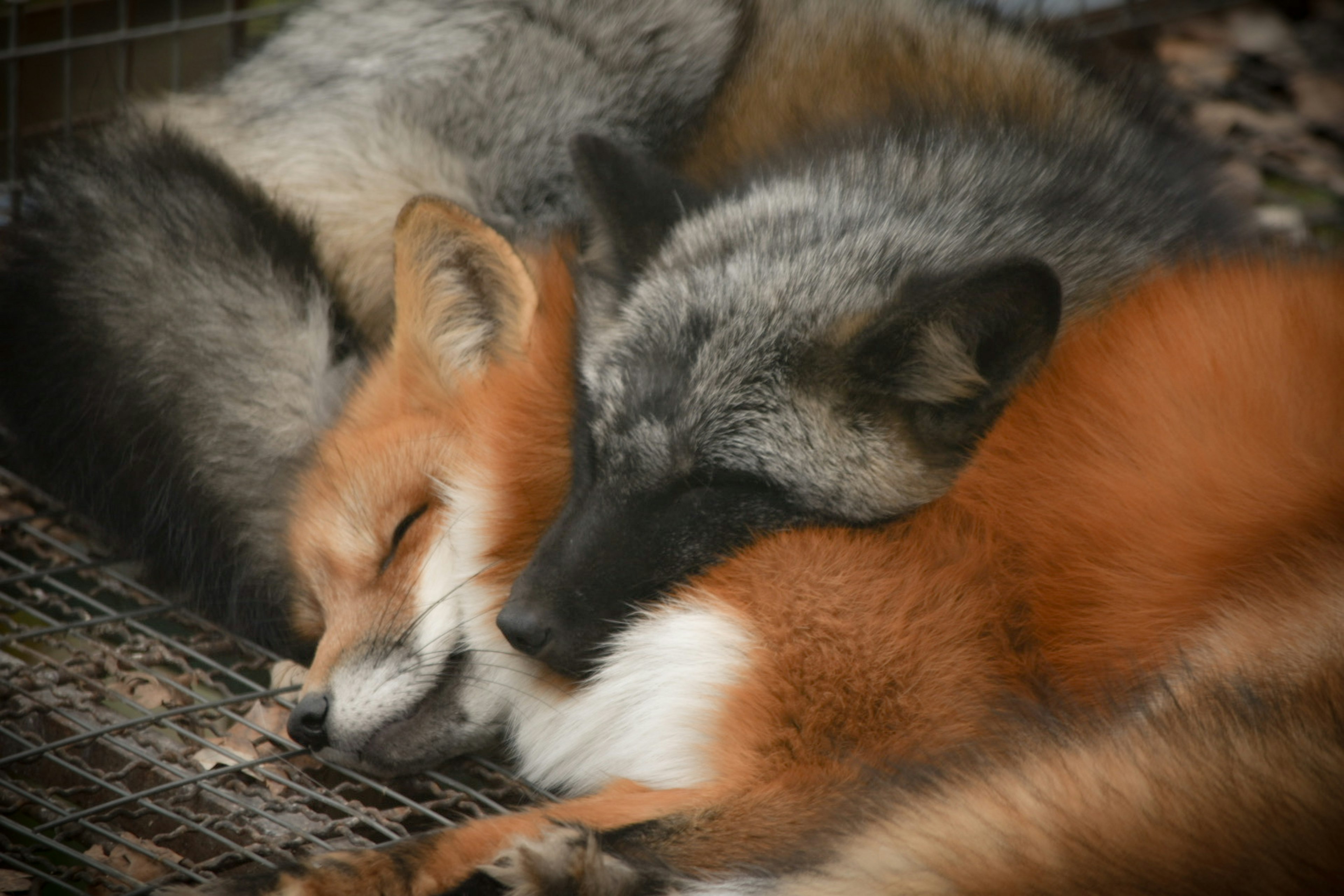 Image de deux renards blottis l'un contre l'autre