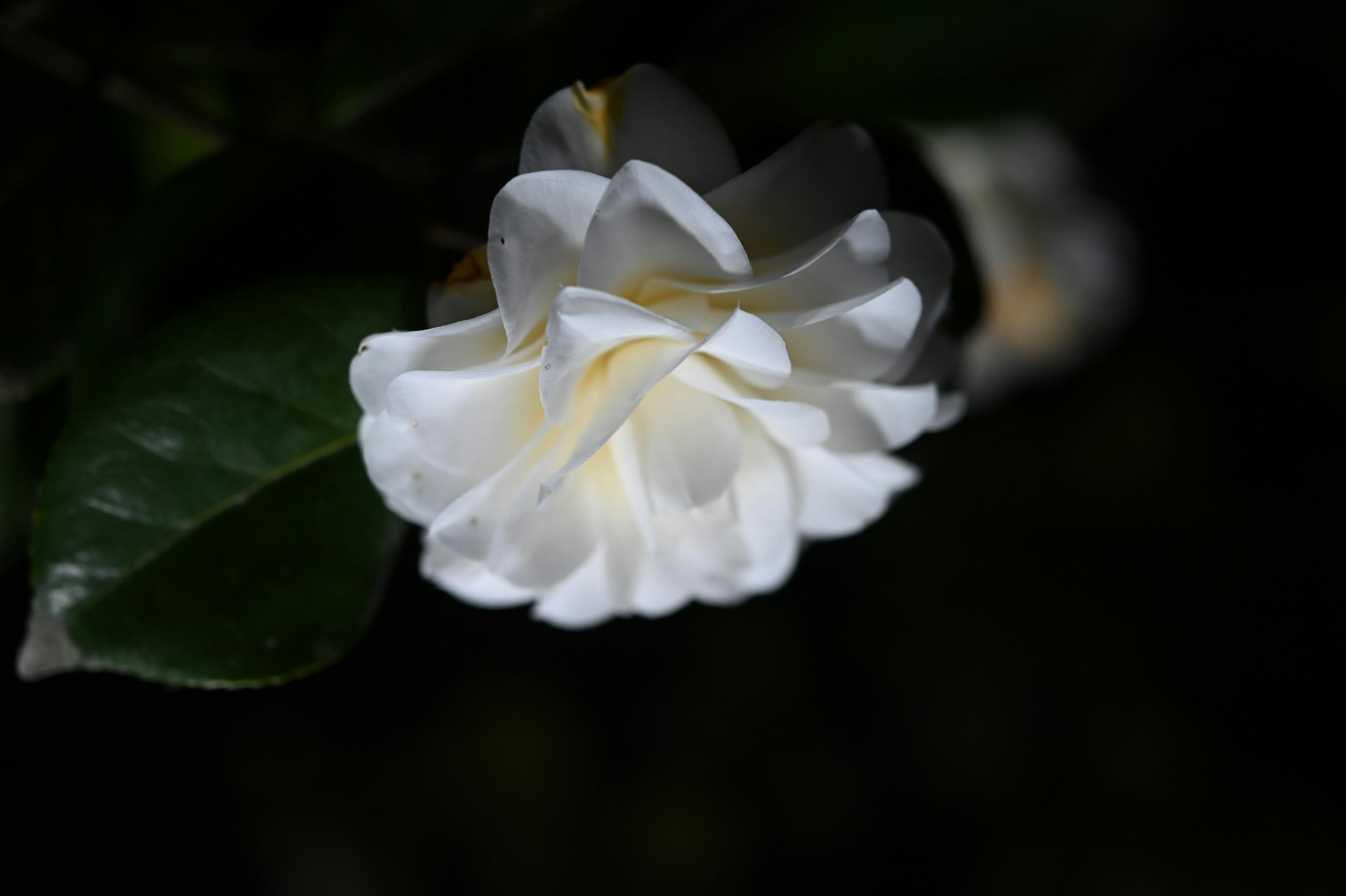 Eine schöne weiße Blume hebt sich von einem dunklen Hintergrund ab