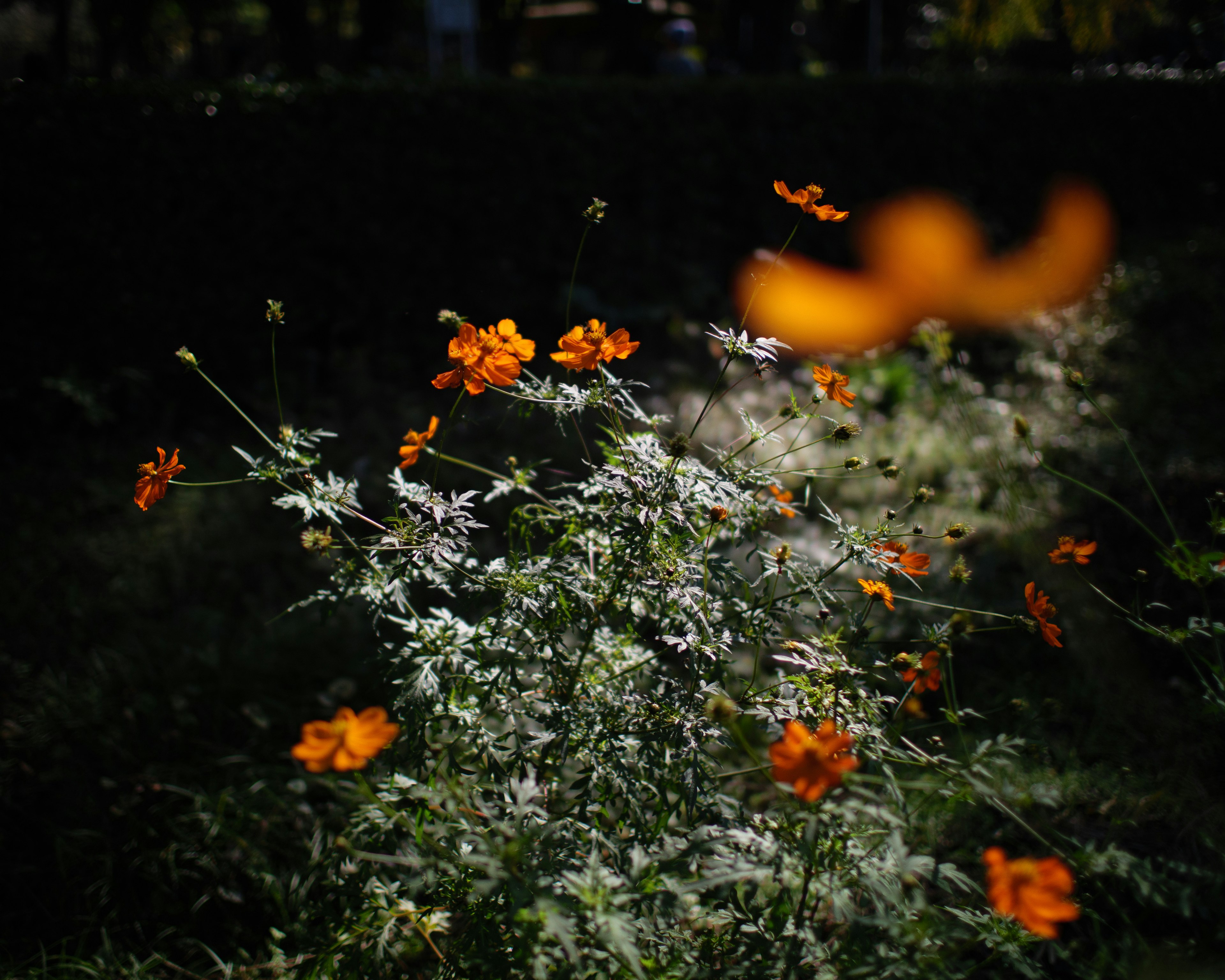 オレンジ色の花が咲く緑の植物群がぼんやりした背景の中で見える