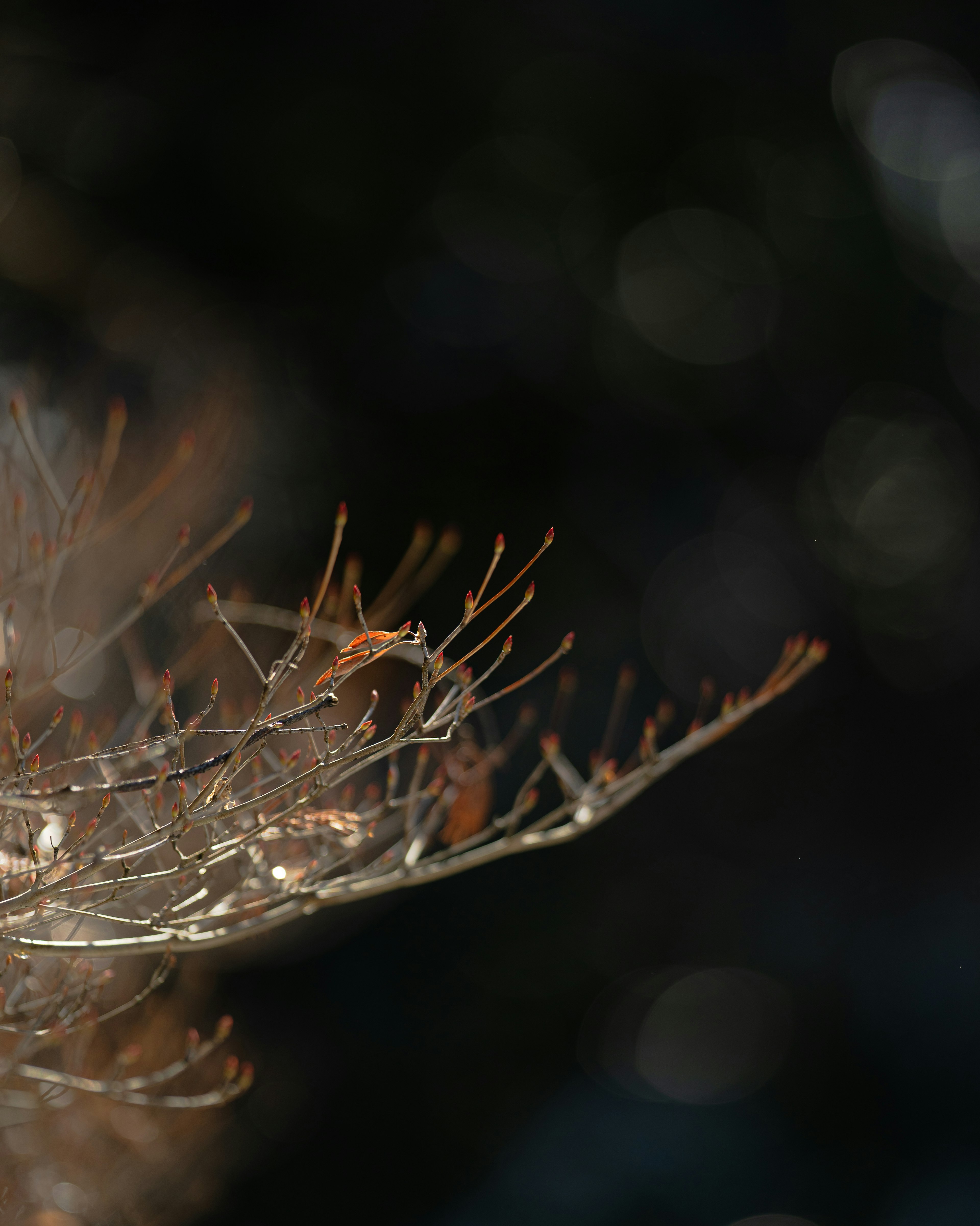 Close-up of a dried plant branch with a blurred background