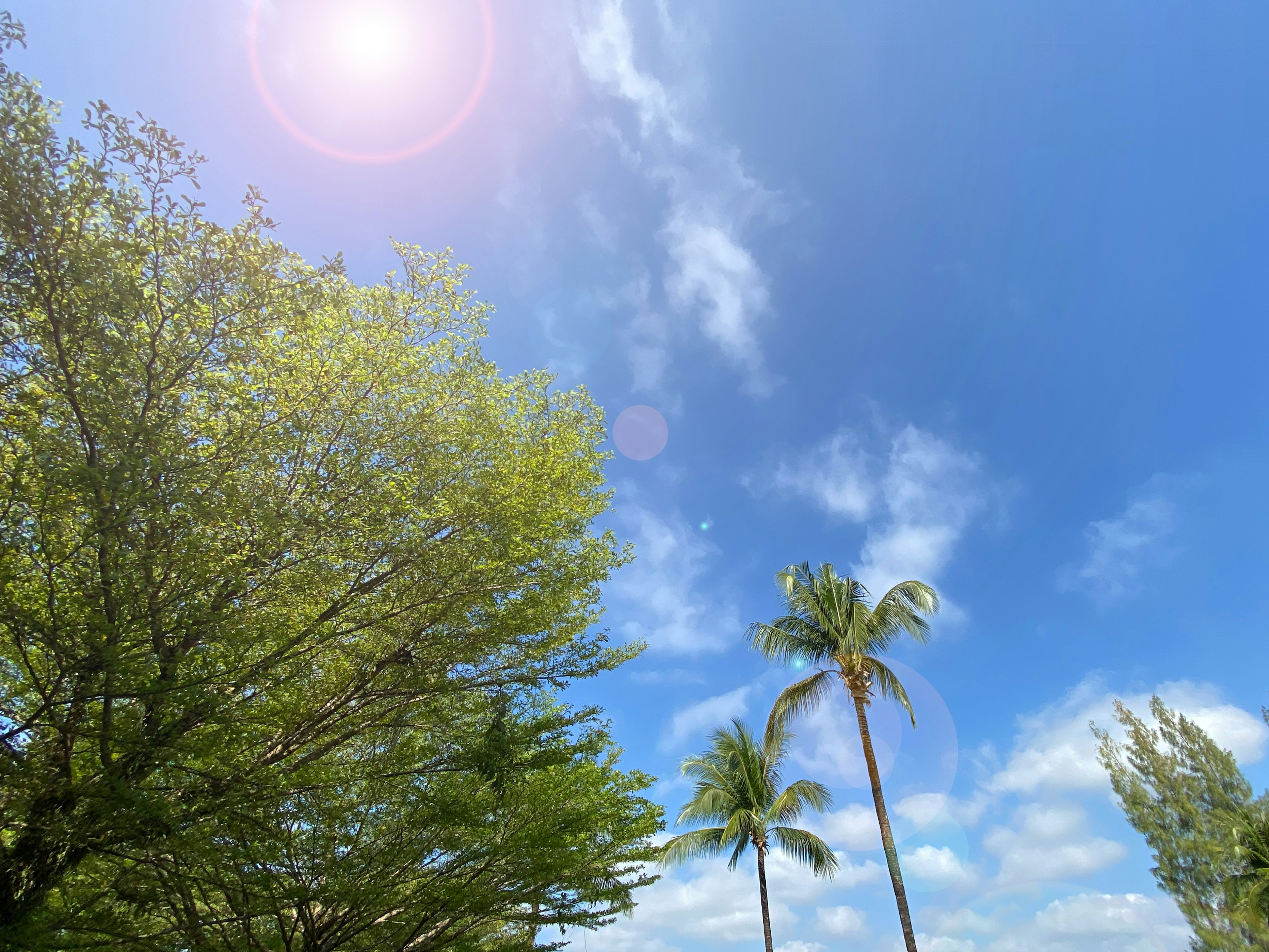 Pemandangan dengan langit biru dan pohon palem yang diterangi sinar matahari