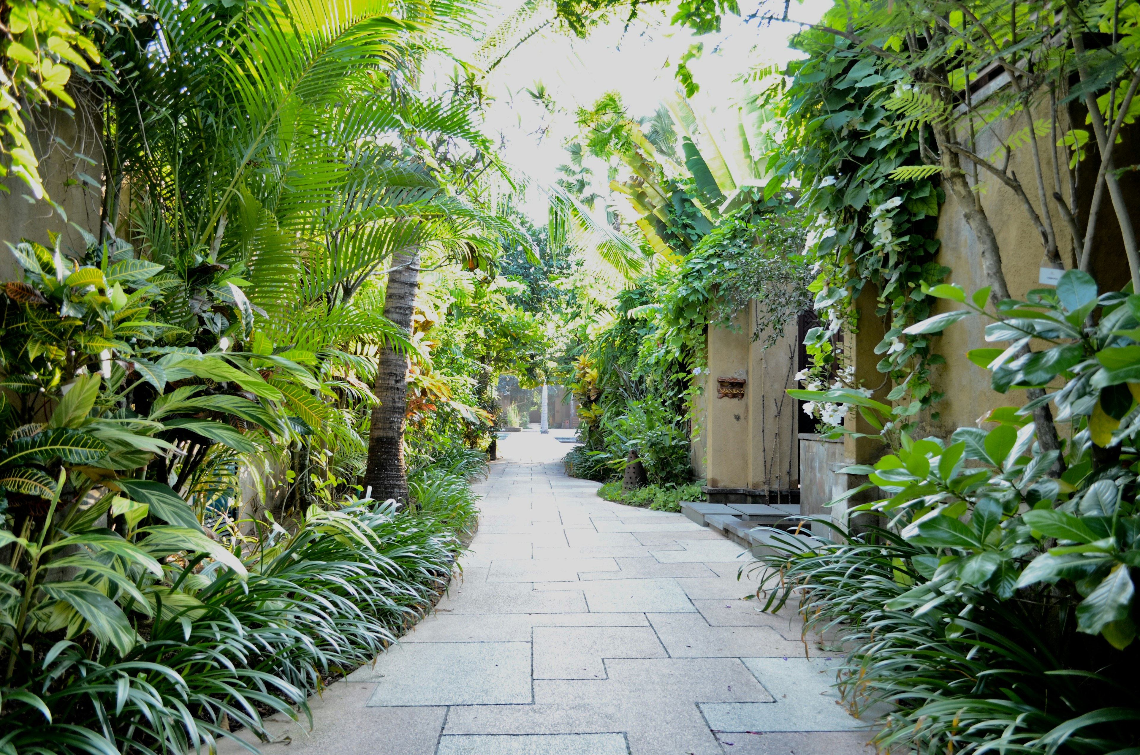 Camino exuberante flanqueado por plantas tropicales