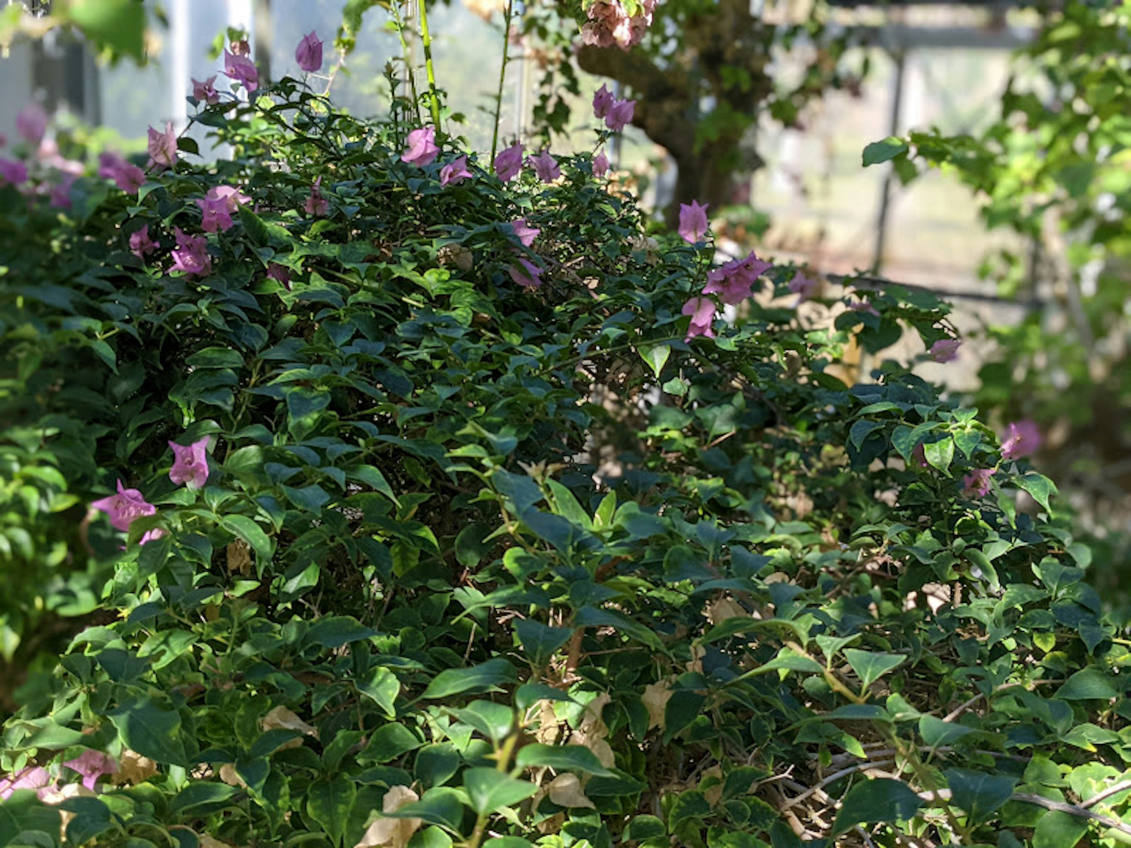 Acercamiento de una planta con flores púrpuras claras rodeada de hojas verdes