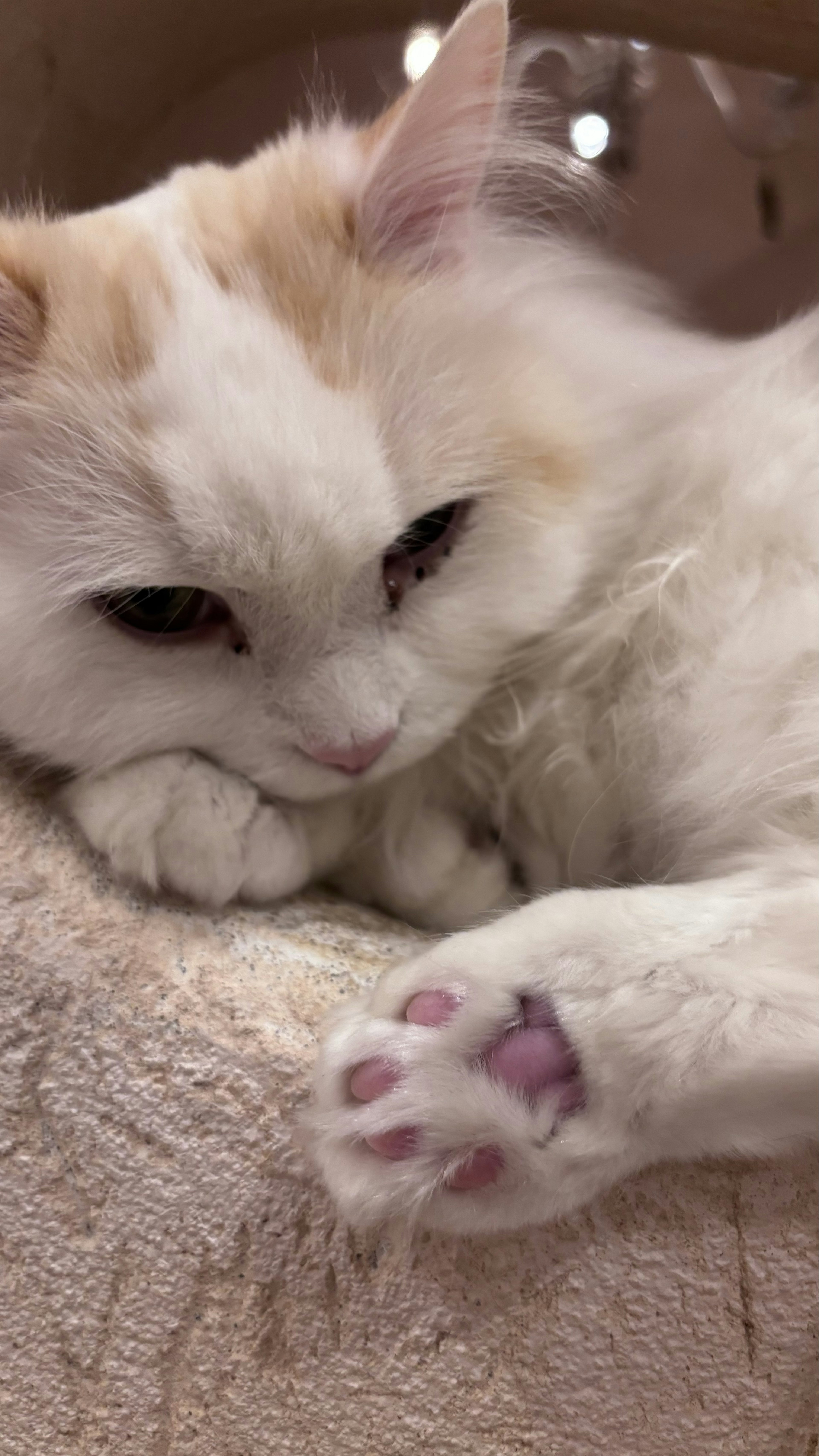 Un gato blanco y naranja descansando con las patas recogidas