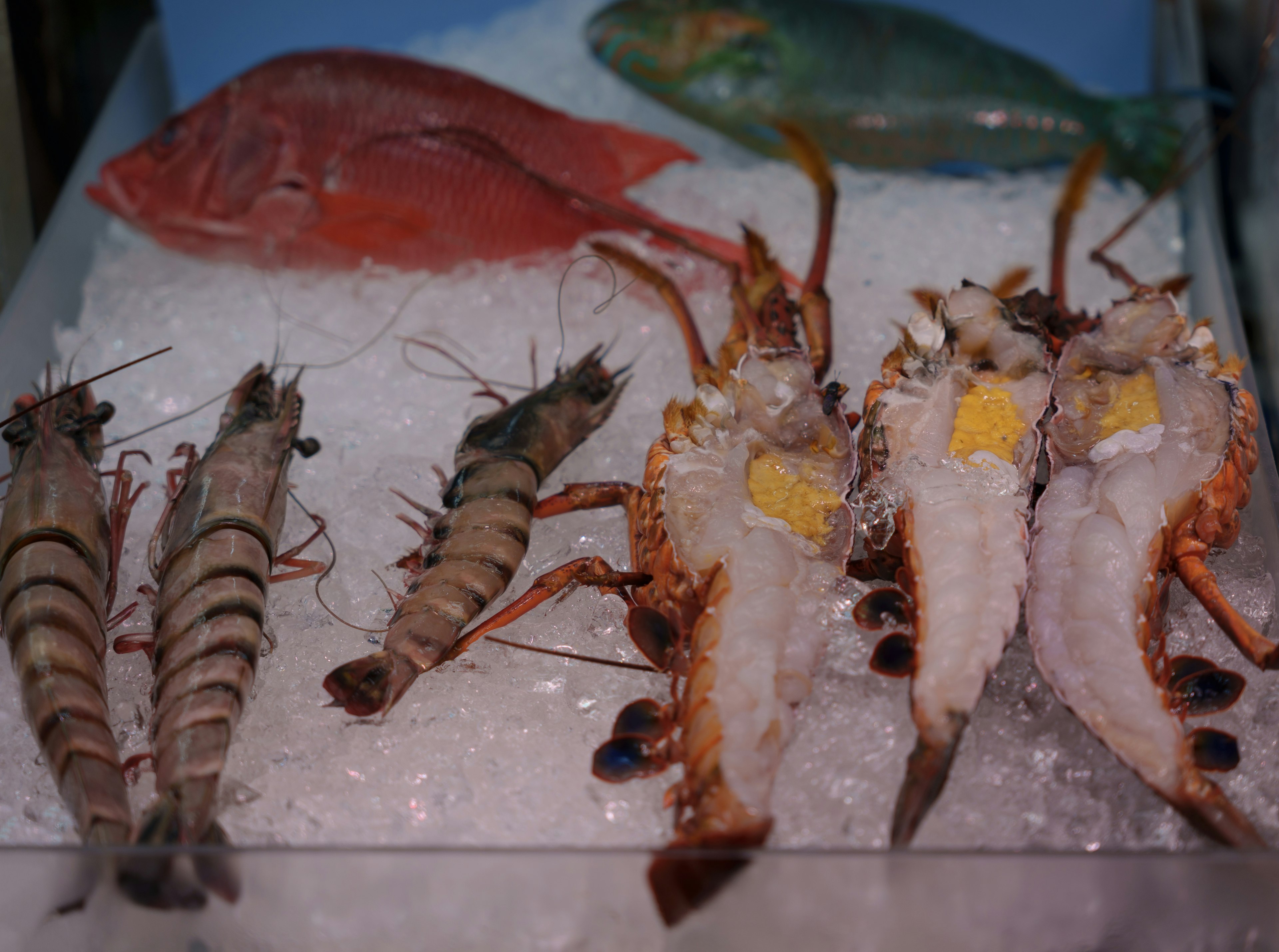 Una exhibición de camarones y pescado fresco sobre hielo