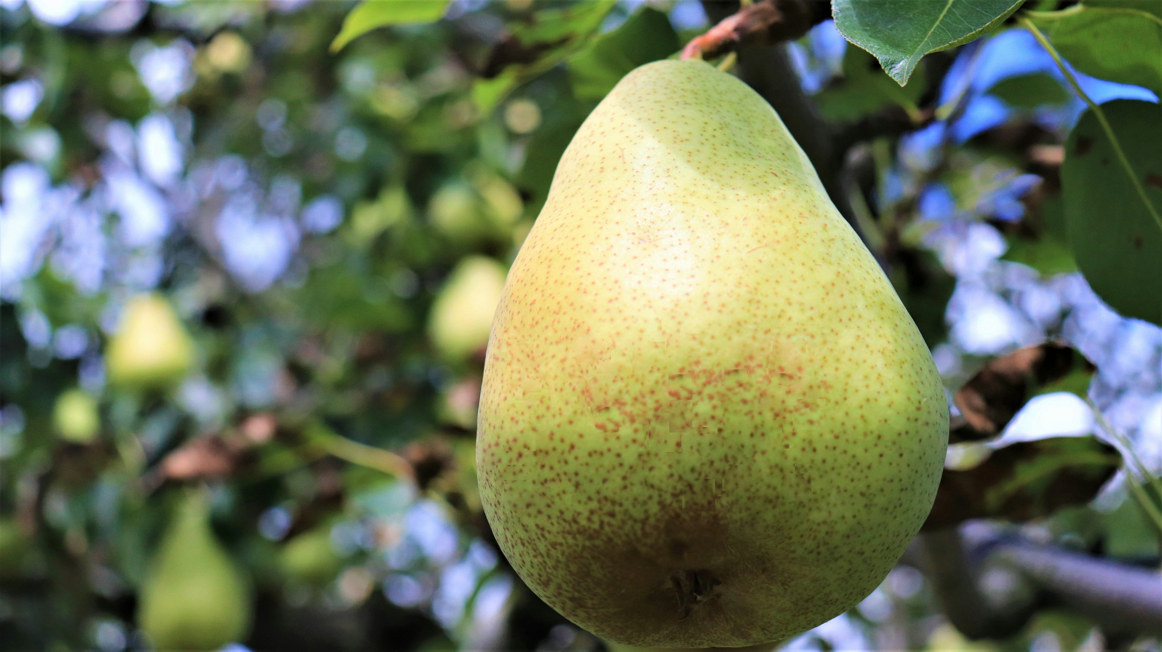 Pera verde appesa a un ramo d'albero