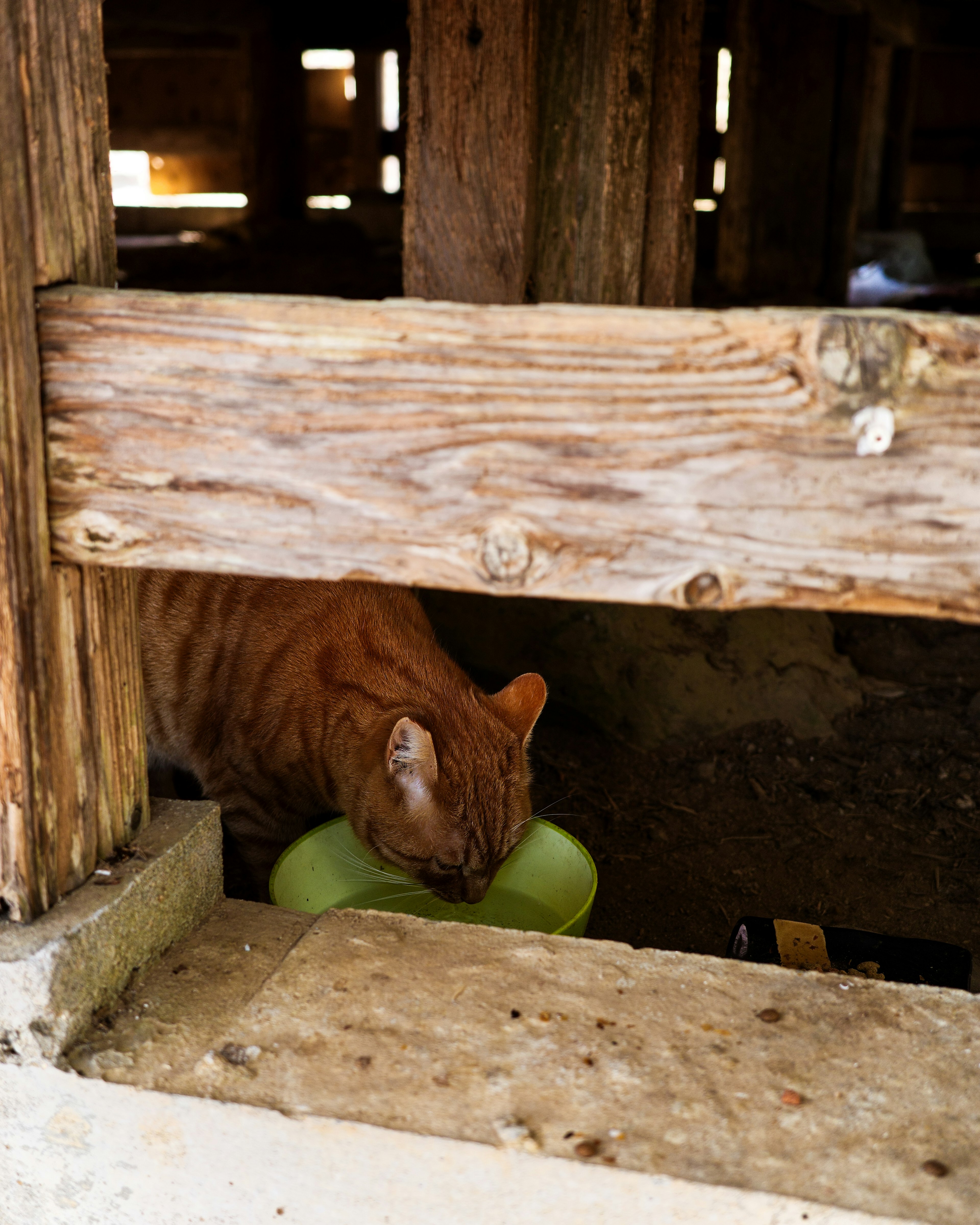 Orange cat peeking through wooden beams towards a green object