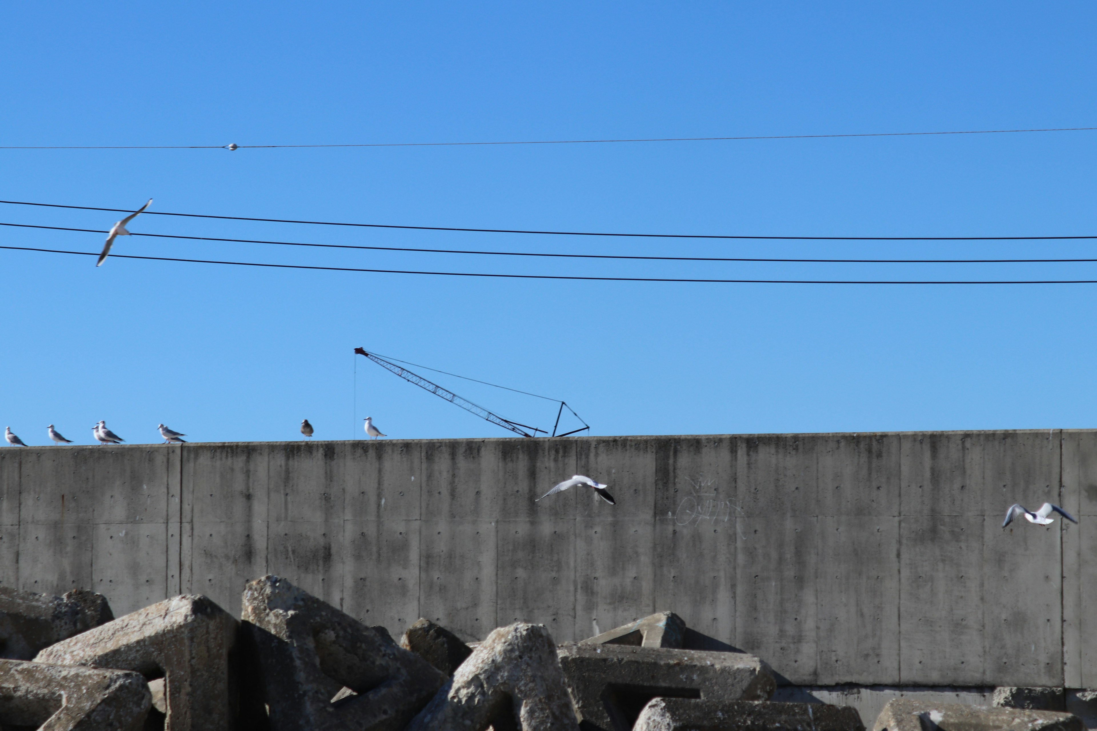 Seagulls perched on a concrete wall against a blue sky with rocks in the foreground